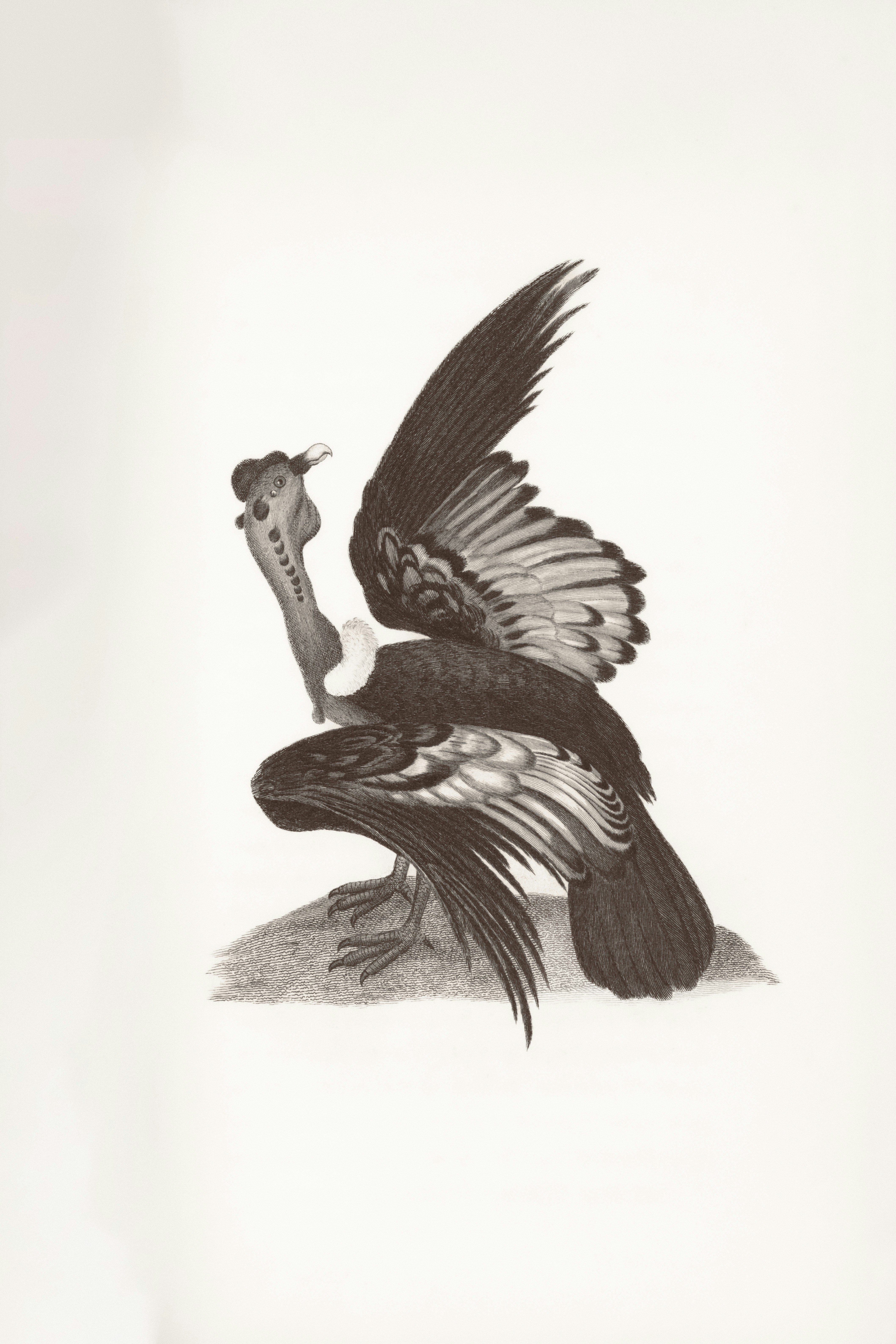 antoine nightingale book character silhouette