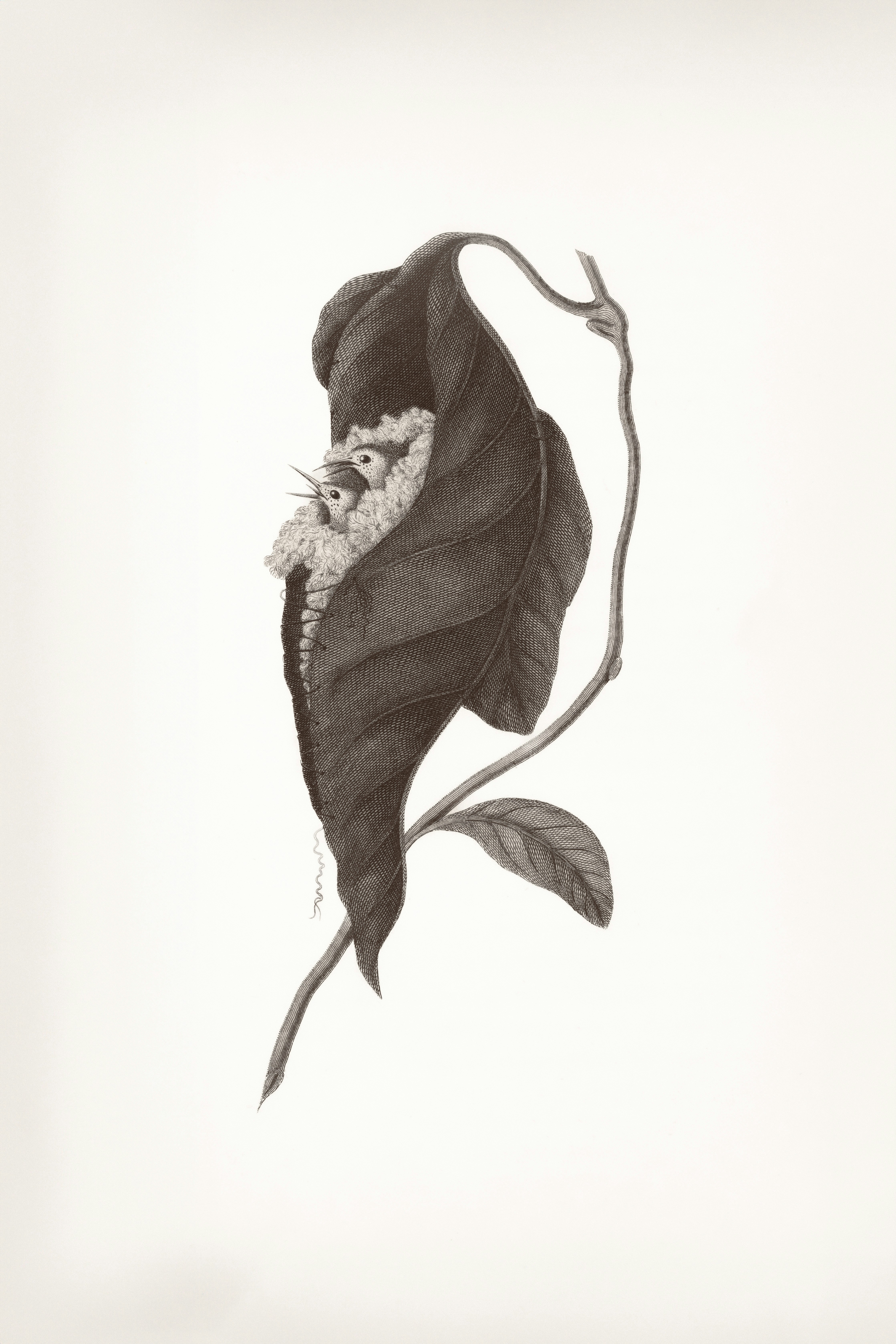 Joal Fadiouth – Budgeting & Cost Expectations