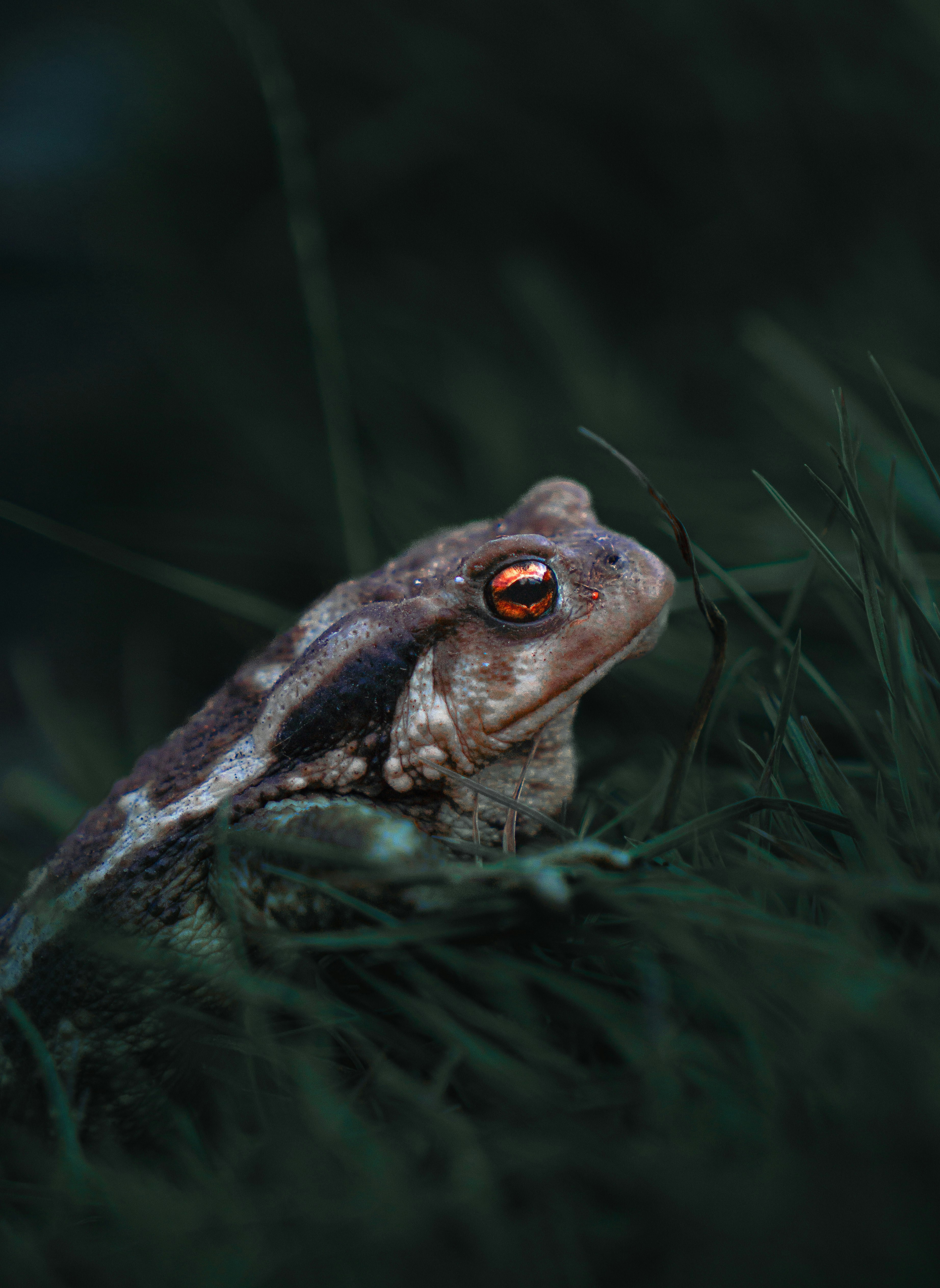 A toad with orange eyes sits in green grass.