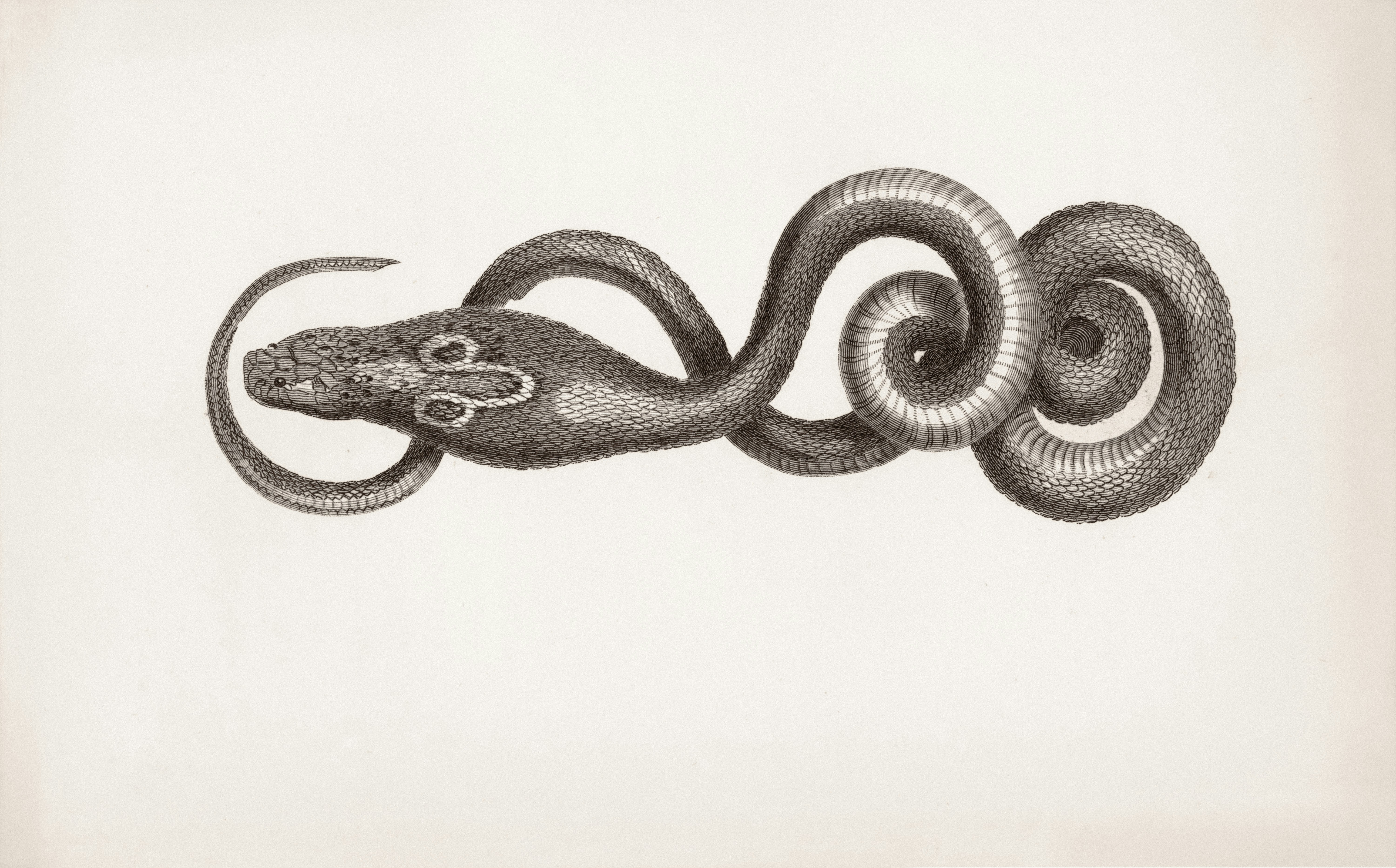 The art and science of tattoos