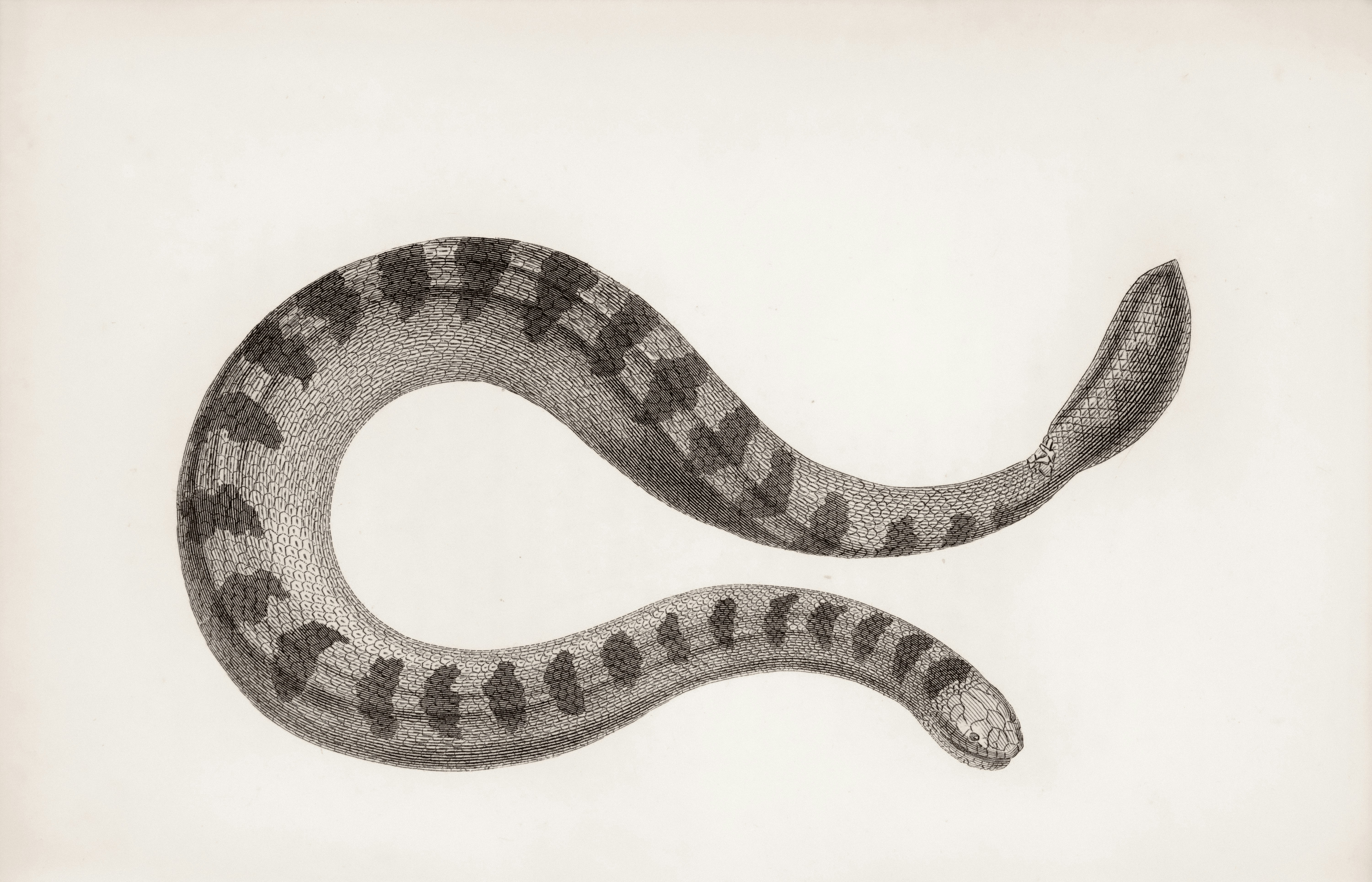 Claude Opus 4.5 announced: prepare upgrade tests