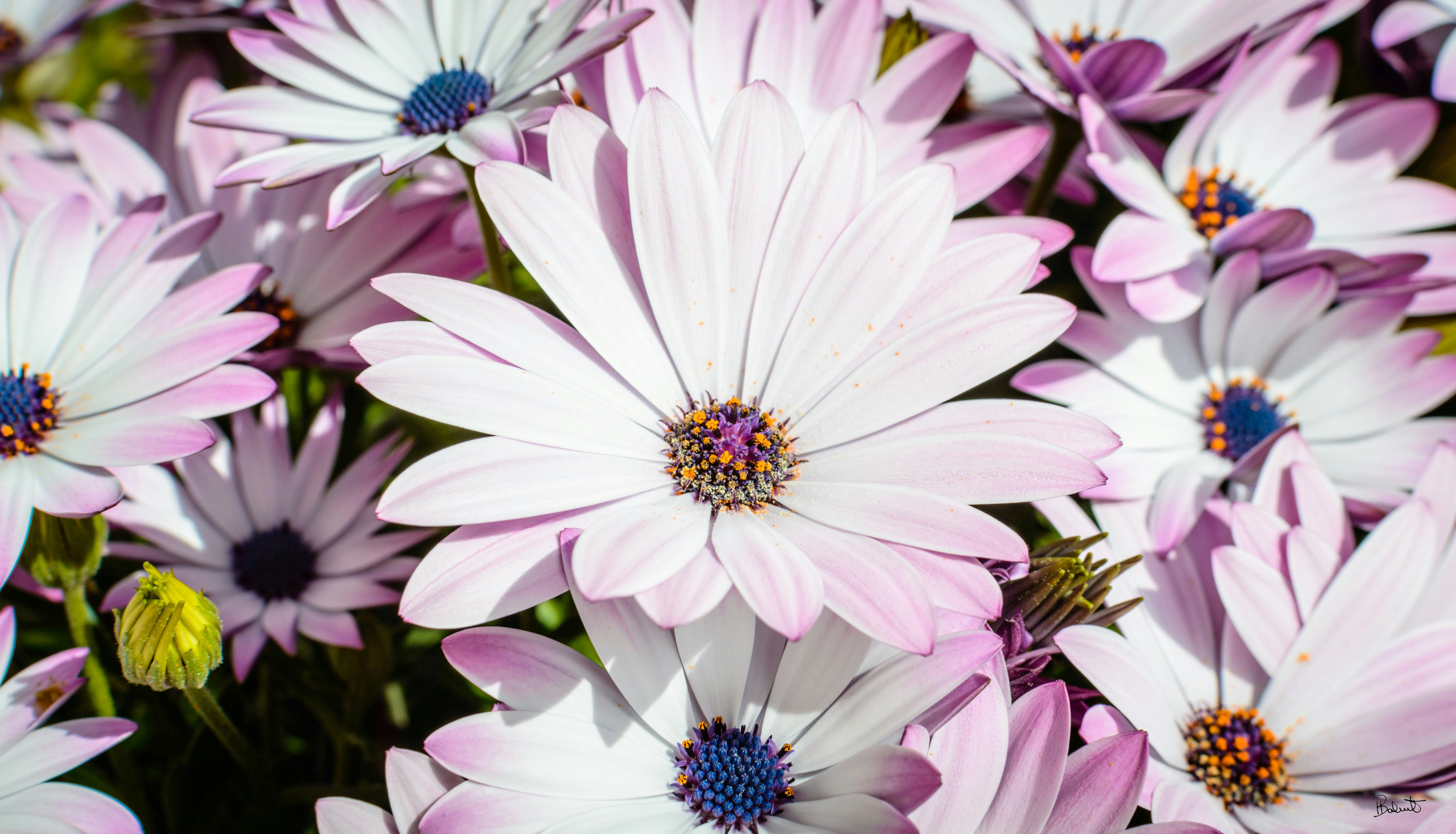 Photo by theoriginalbubi