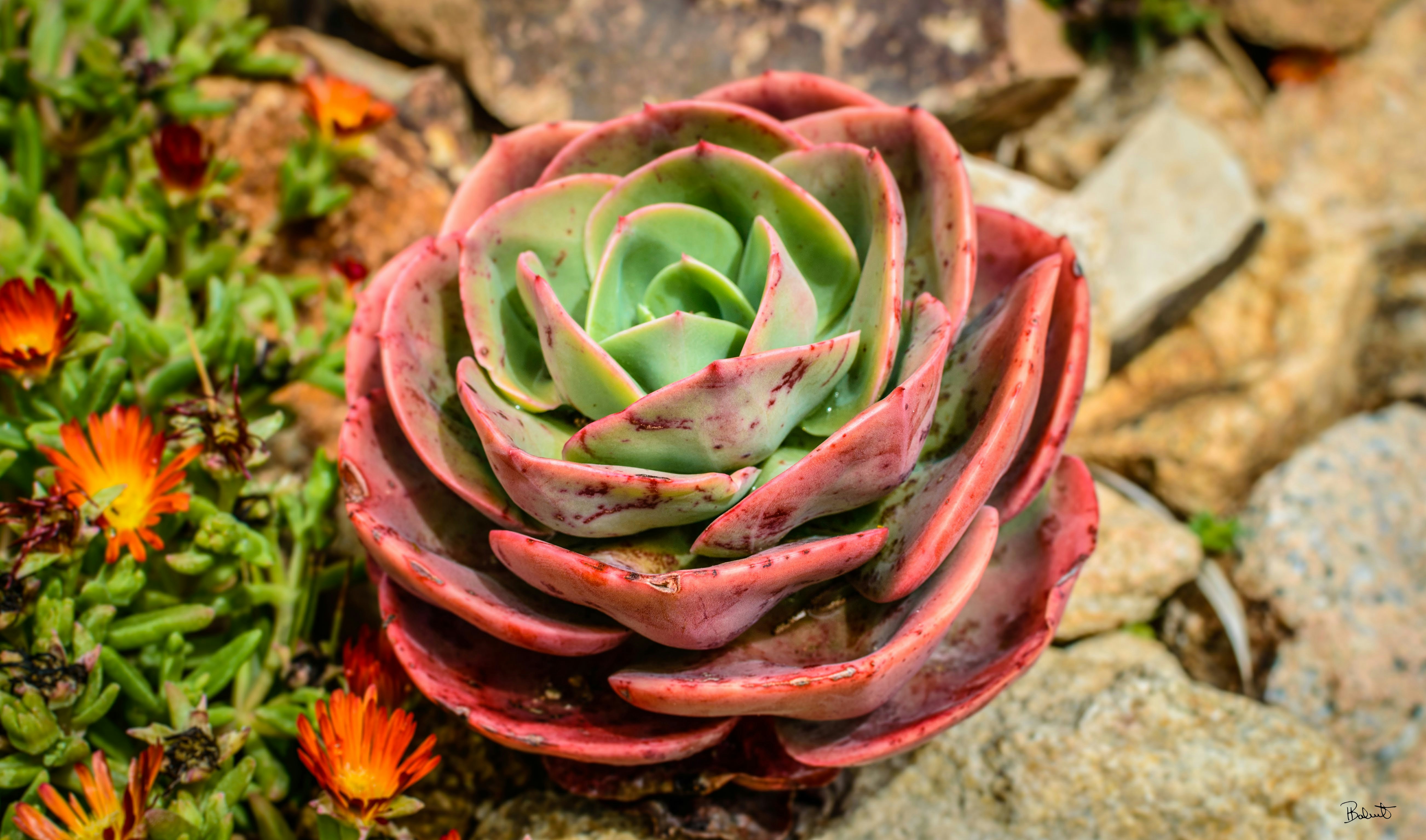 Photo by theoriginalbubi