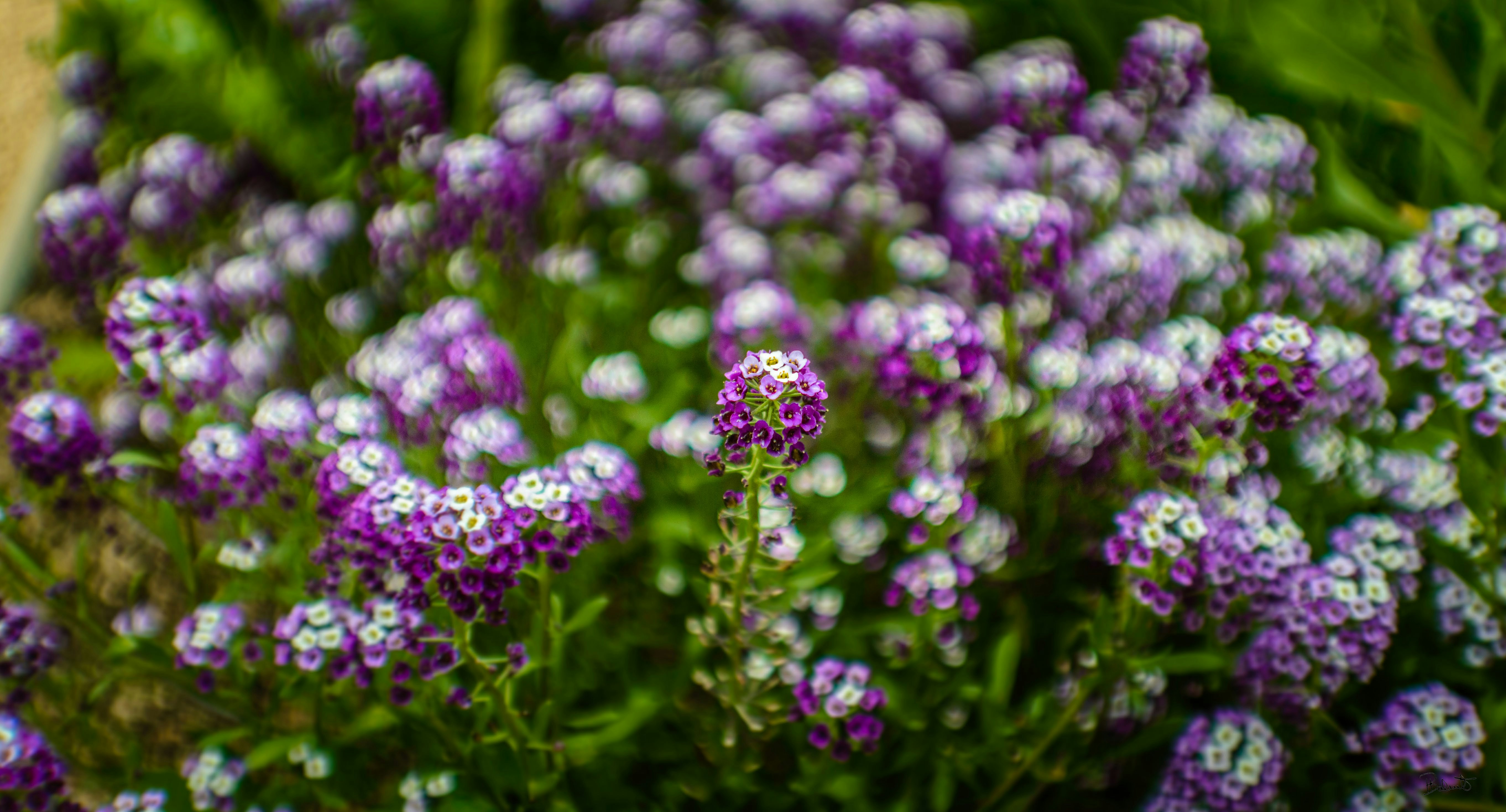 Photo by theoriginalbubi