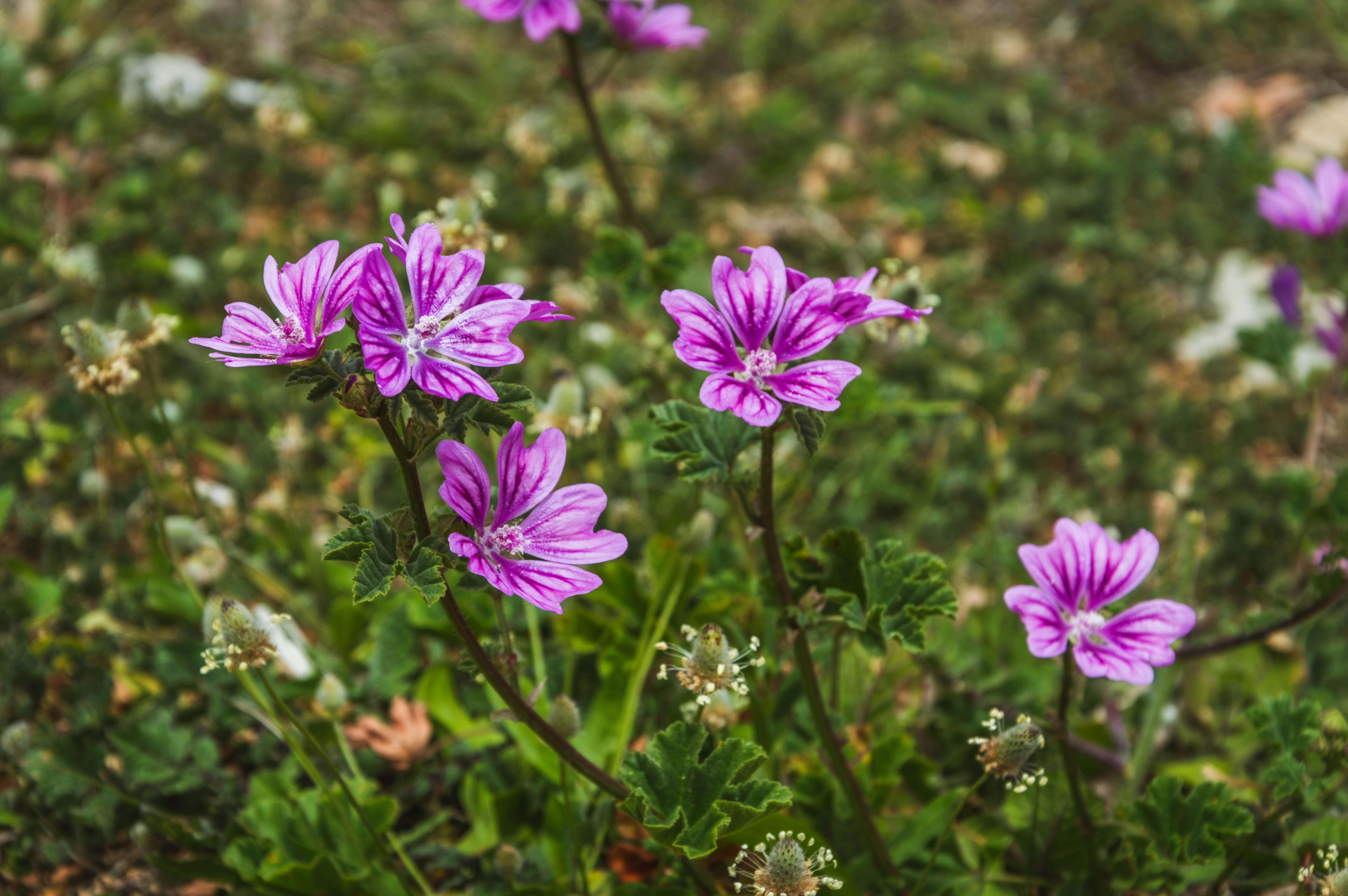 Photo by theoriginalbubi