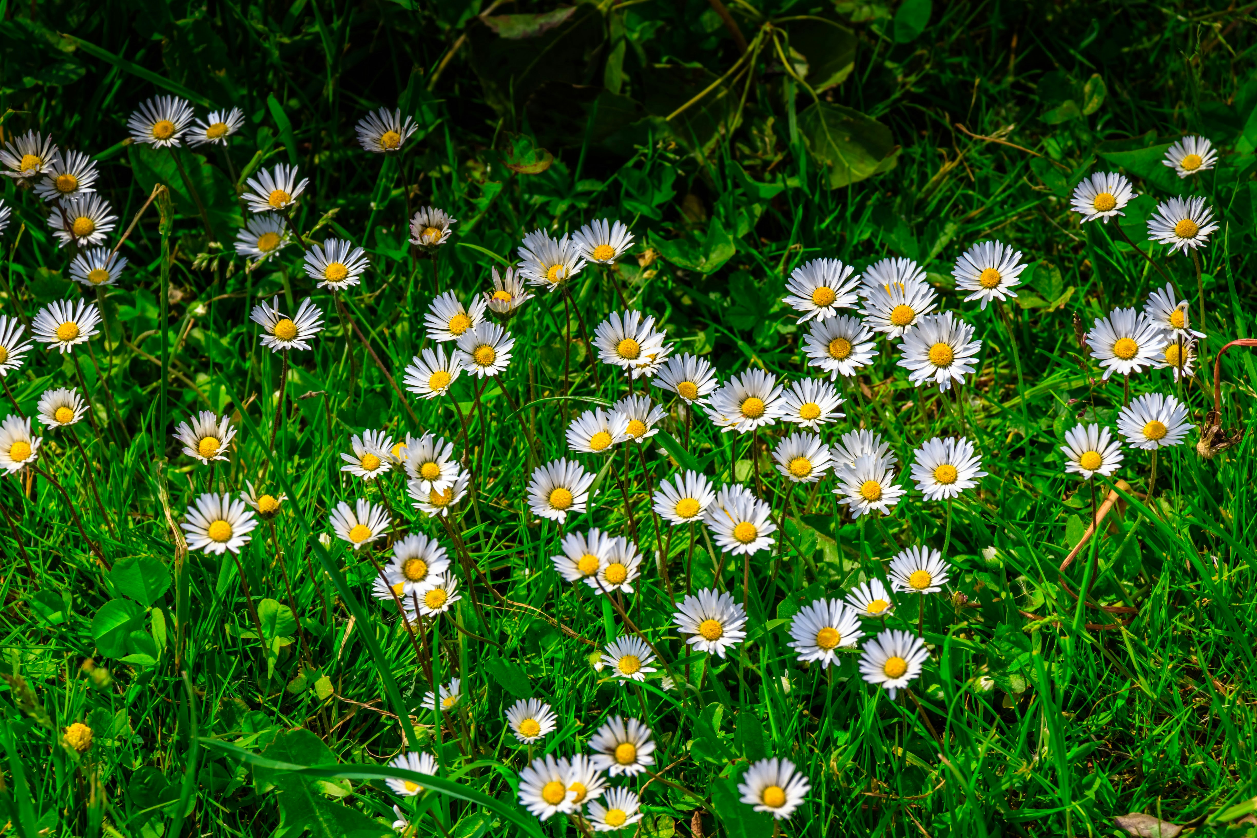 Photo by theoriginalbubi