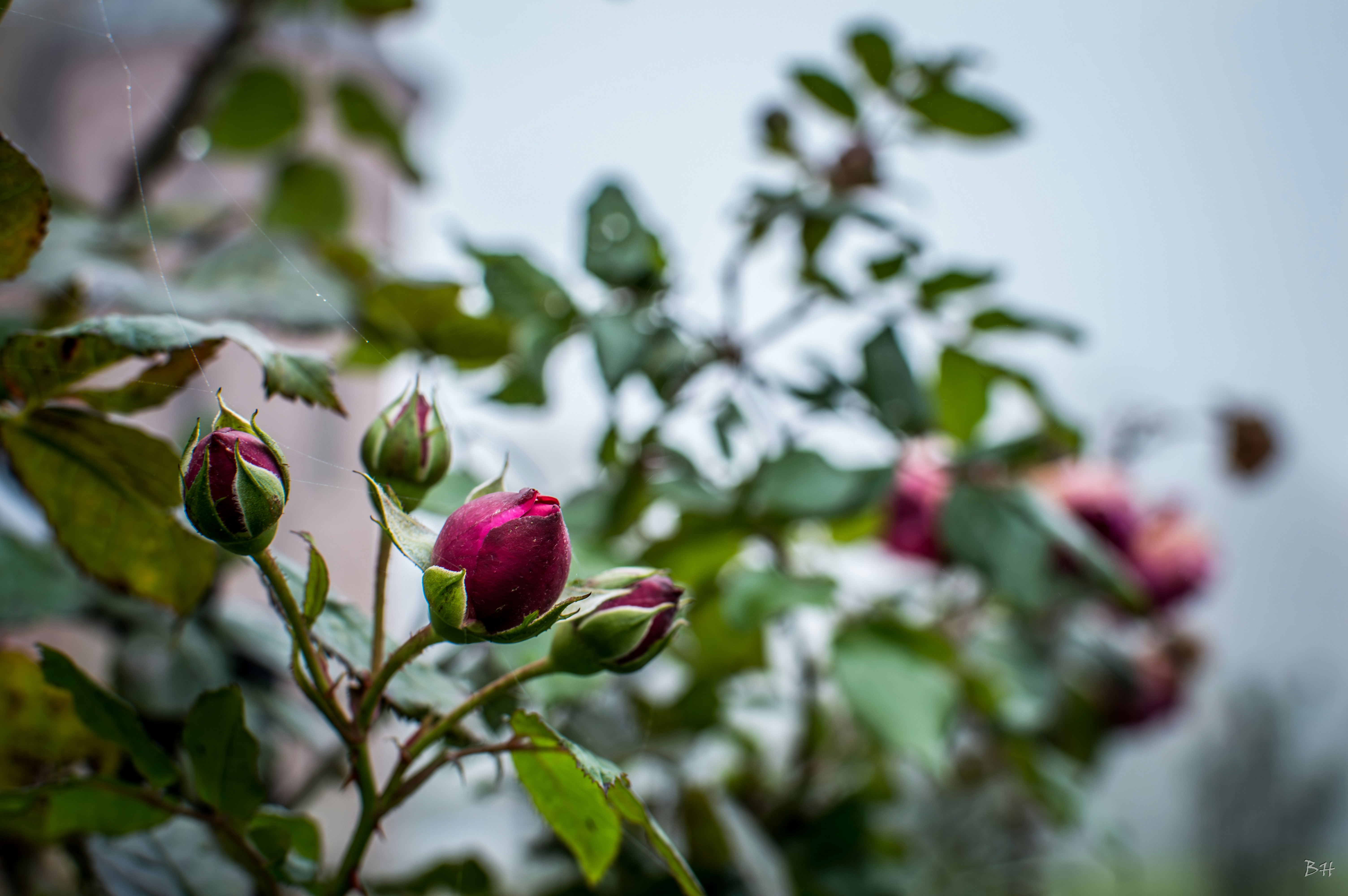 Photo by theoriginalbubi