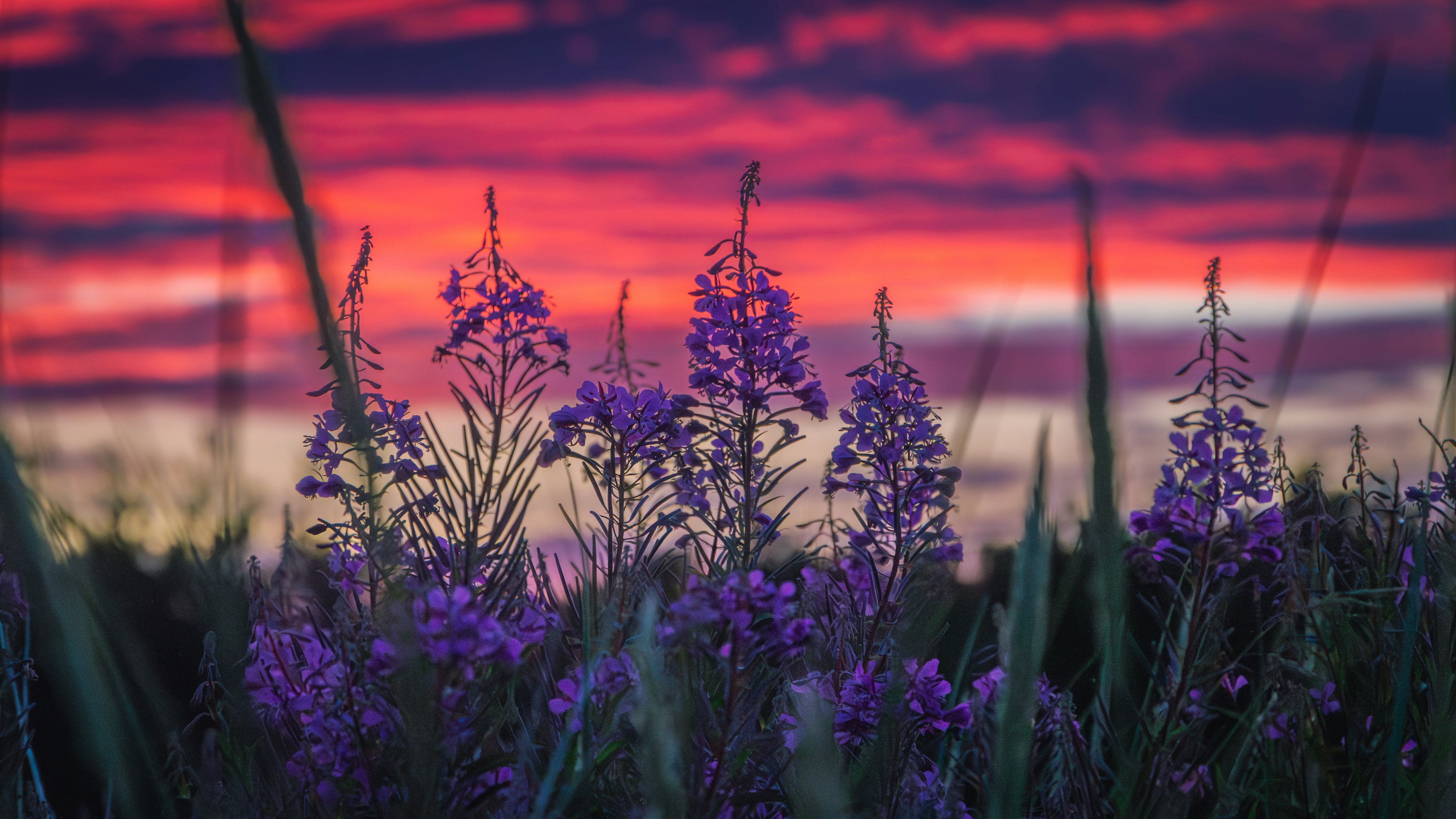Purple wildflowers bloom against a vibrant sunset sky.