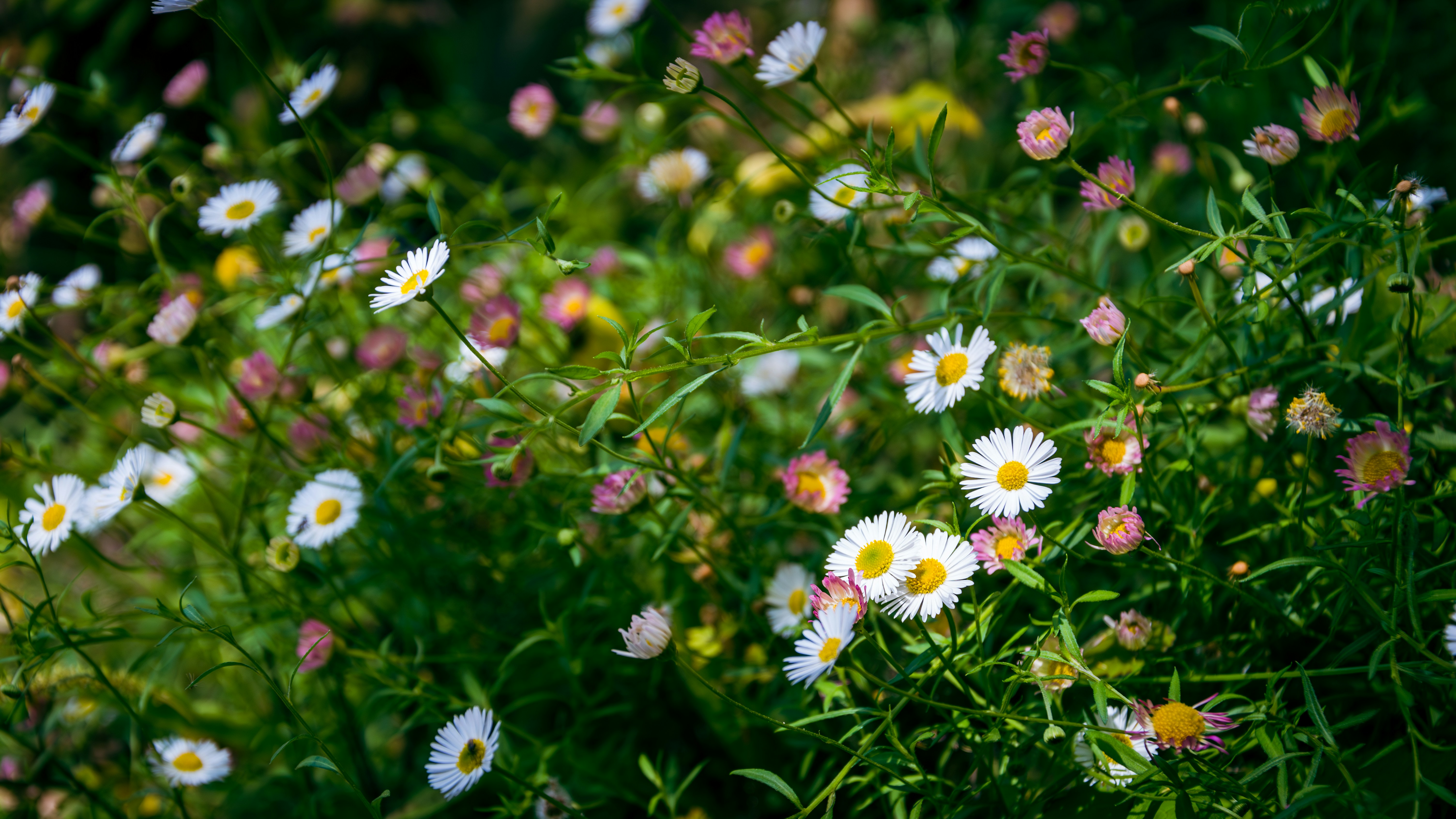 Photo by theoriginalbubi