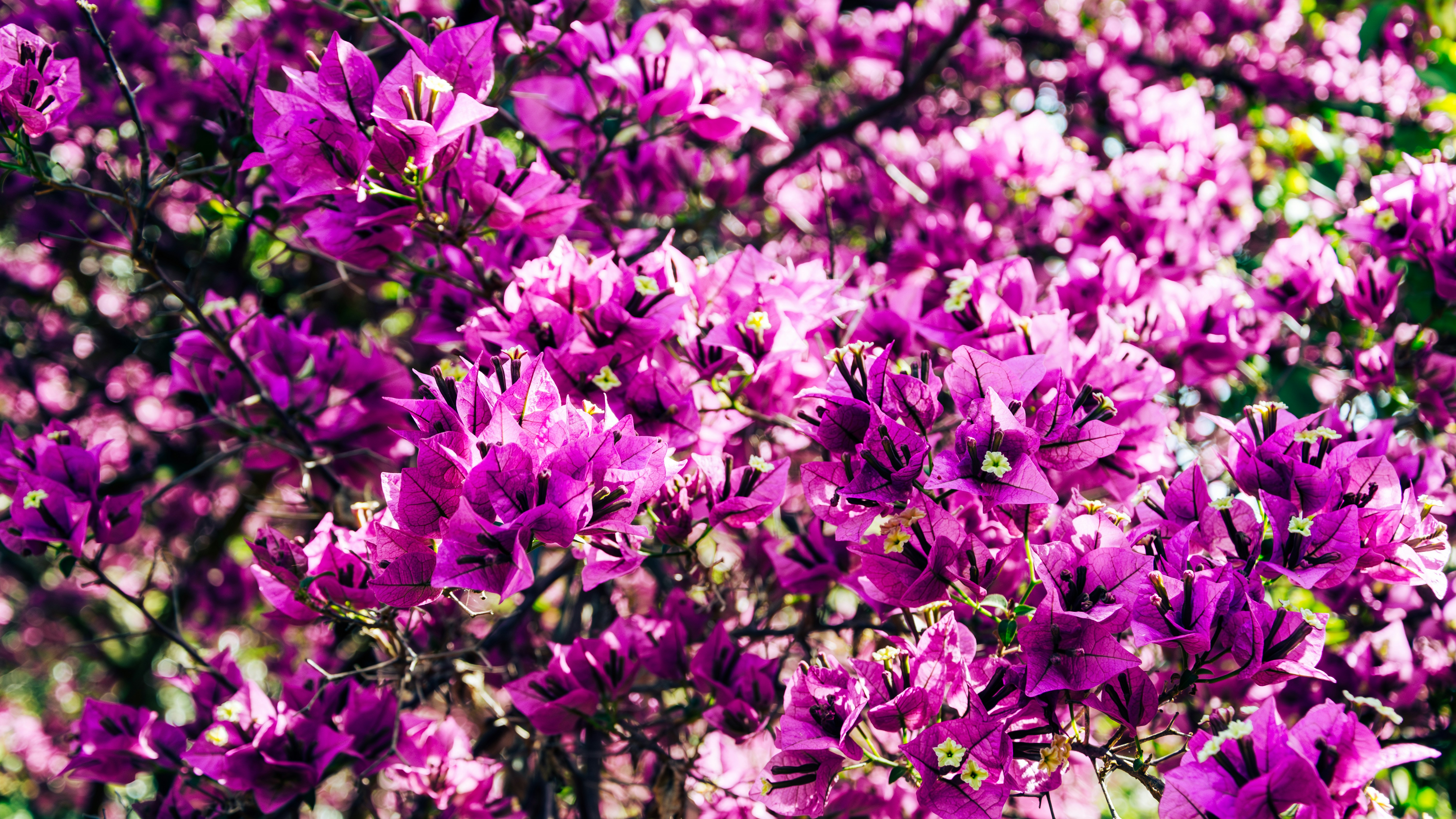 Photo by theoriginalbubi