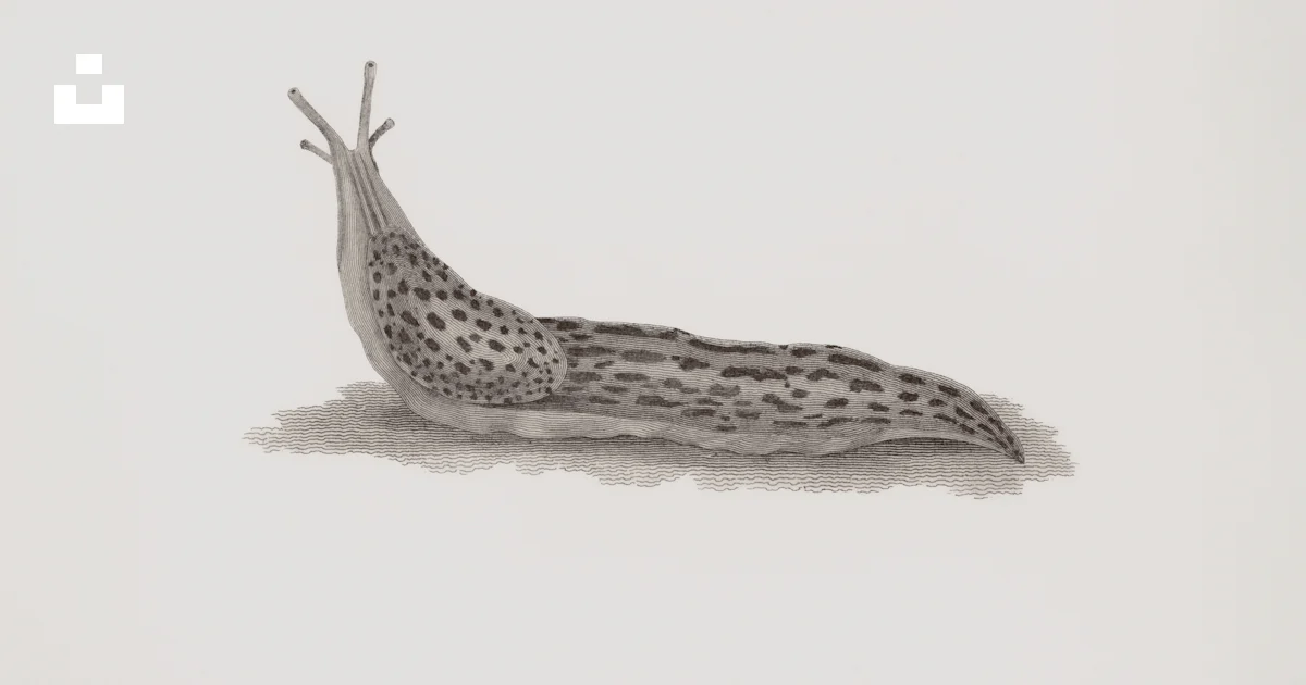 Slug Background A detailed drawing of a slug on a white background photo – Free Animal ...