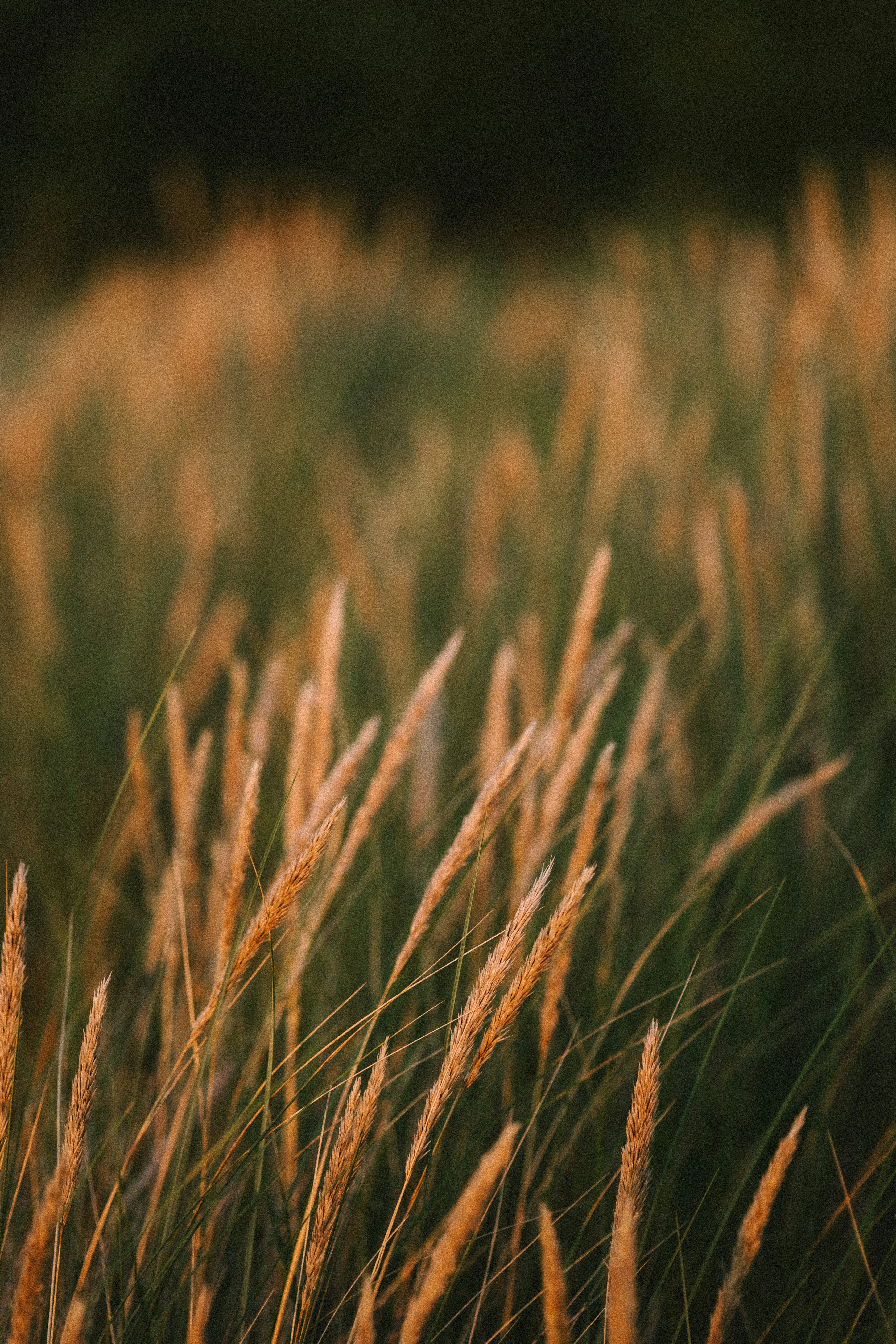 Photo by kristapsungurs