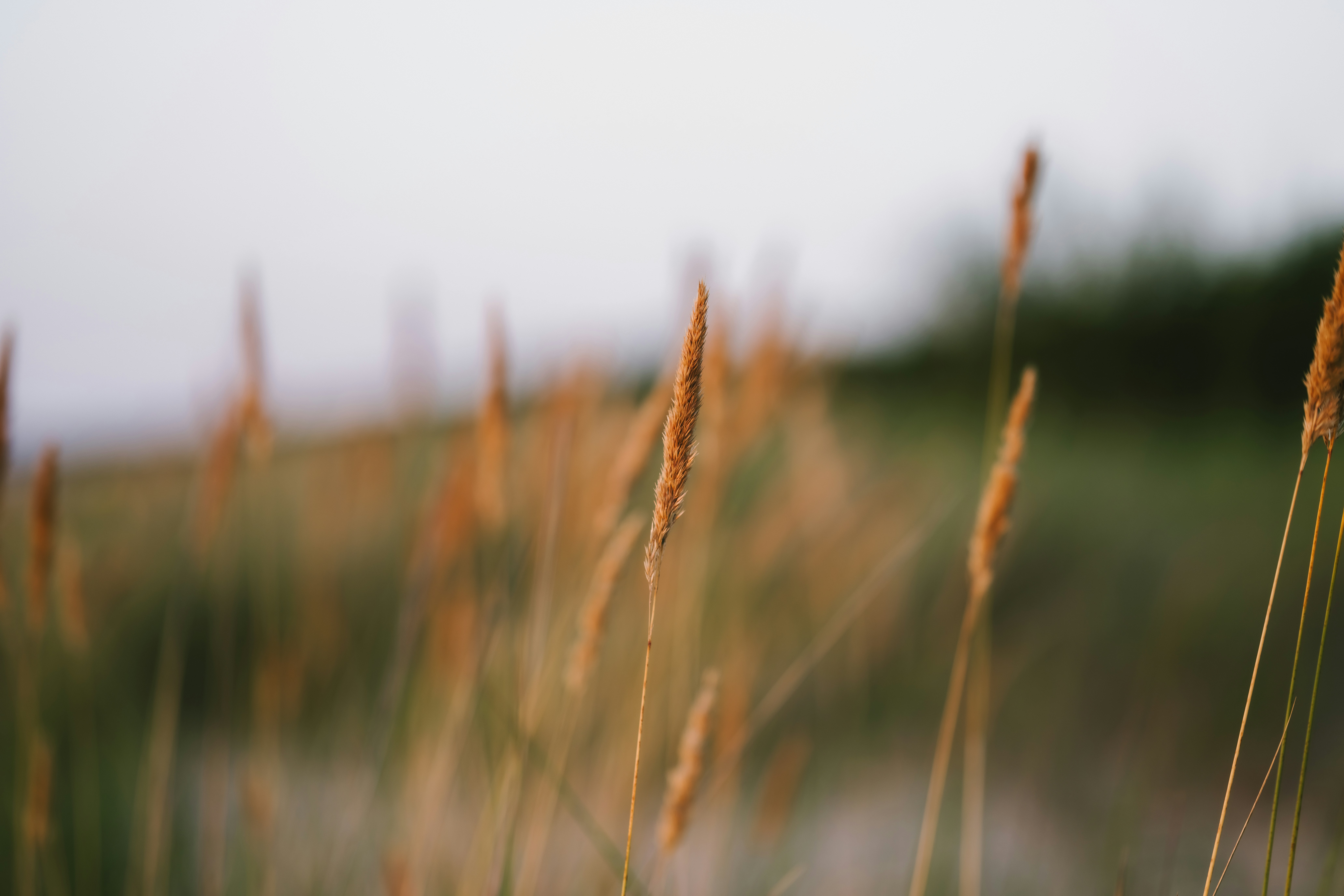 Photo by kristapsungurs