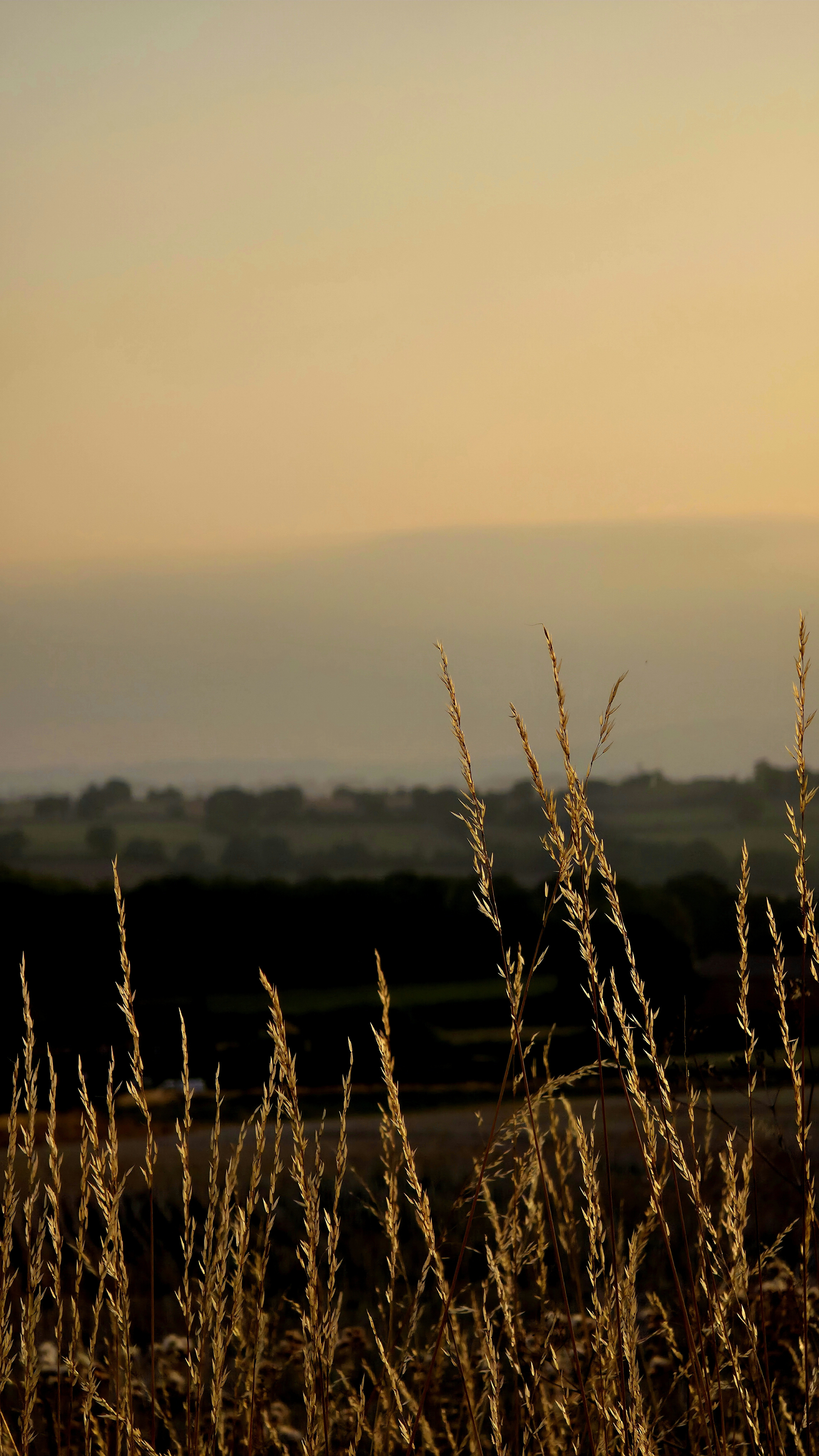 Tall dry grass in the foreground against a hazy sunset.