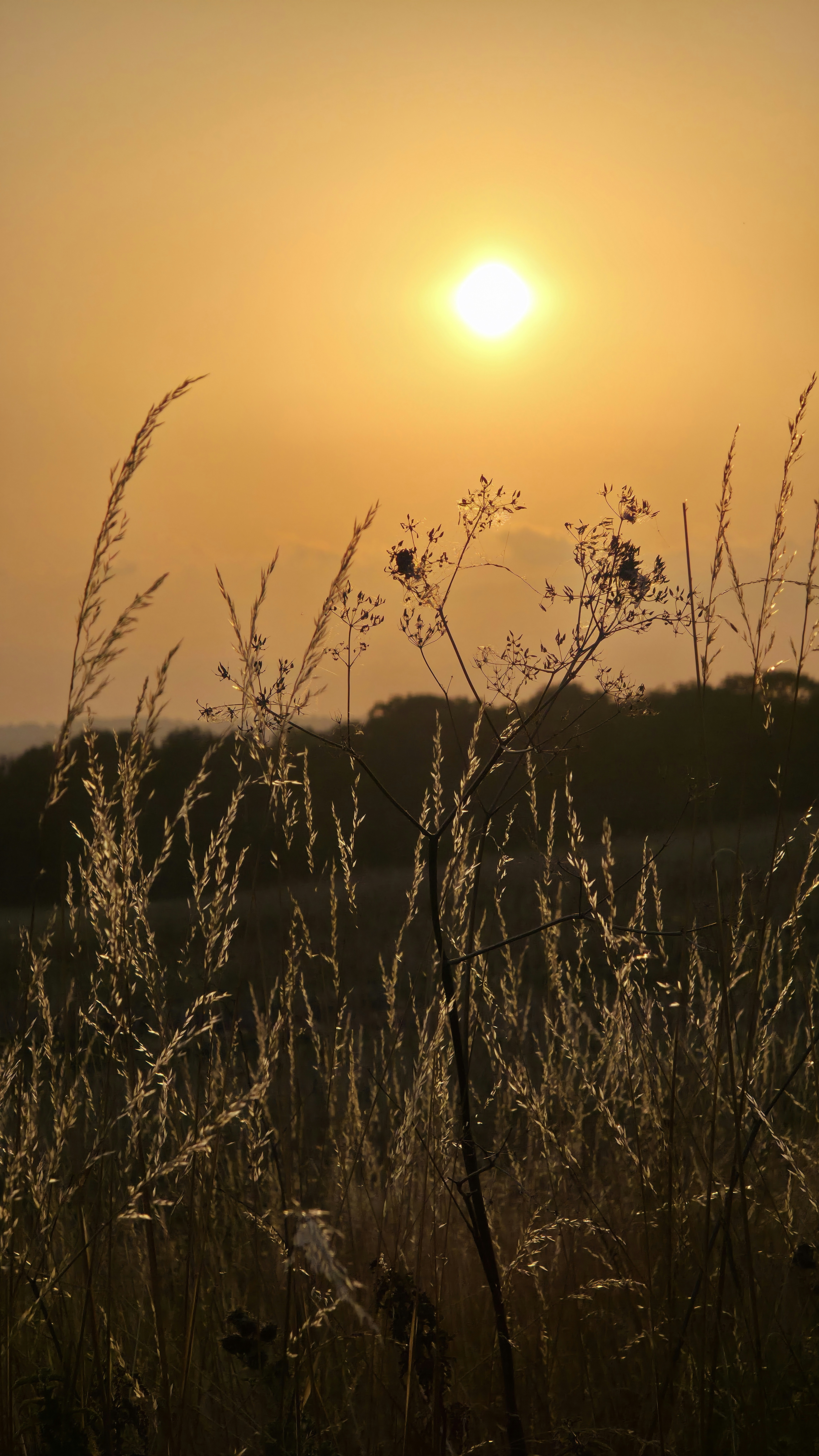 Tall grass silhouetted against a hazy sunset