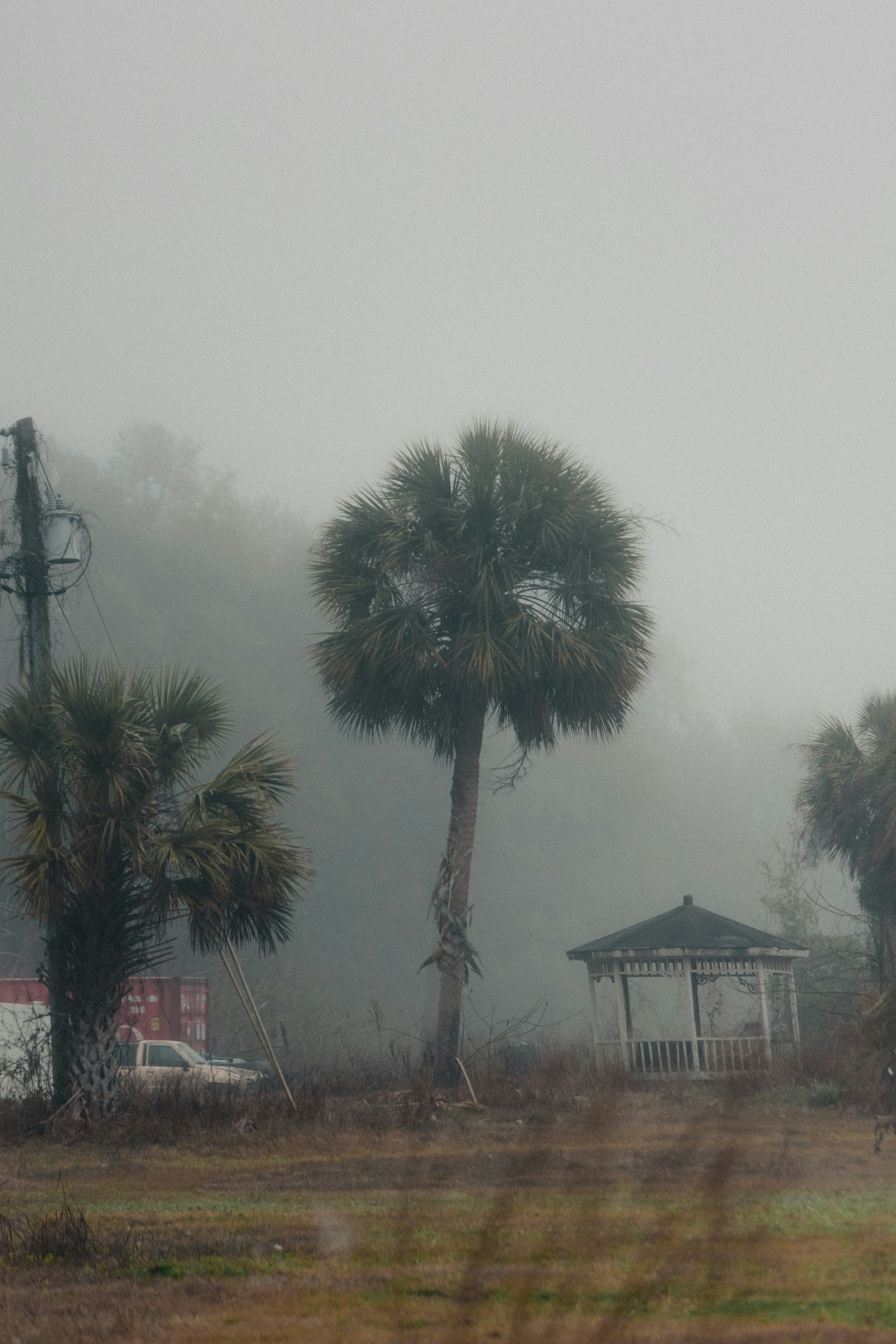 Palme e gazebo in caso di nebbia