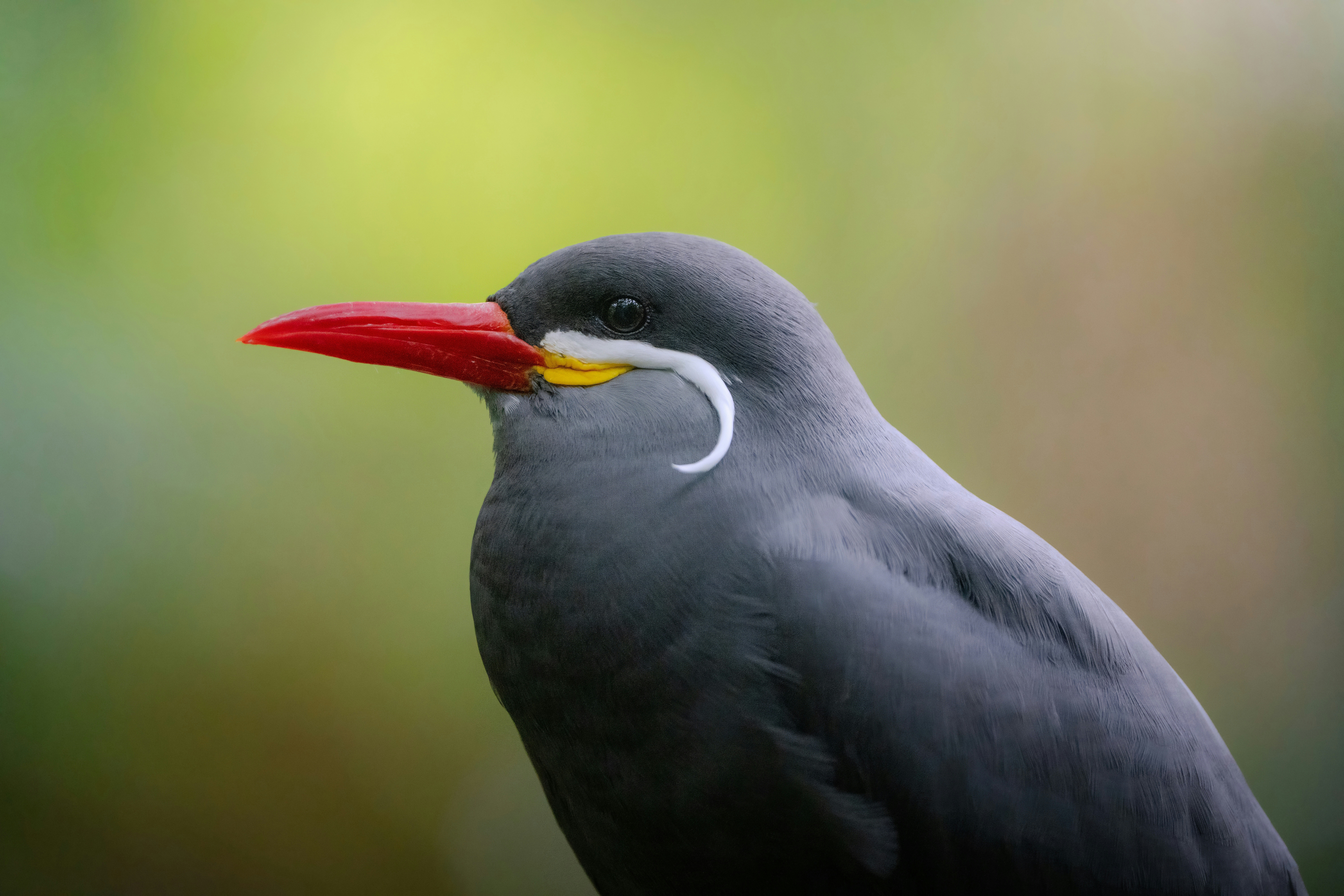 Photo by ronan_hello