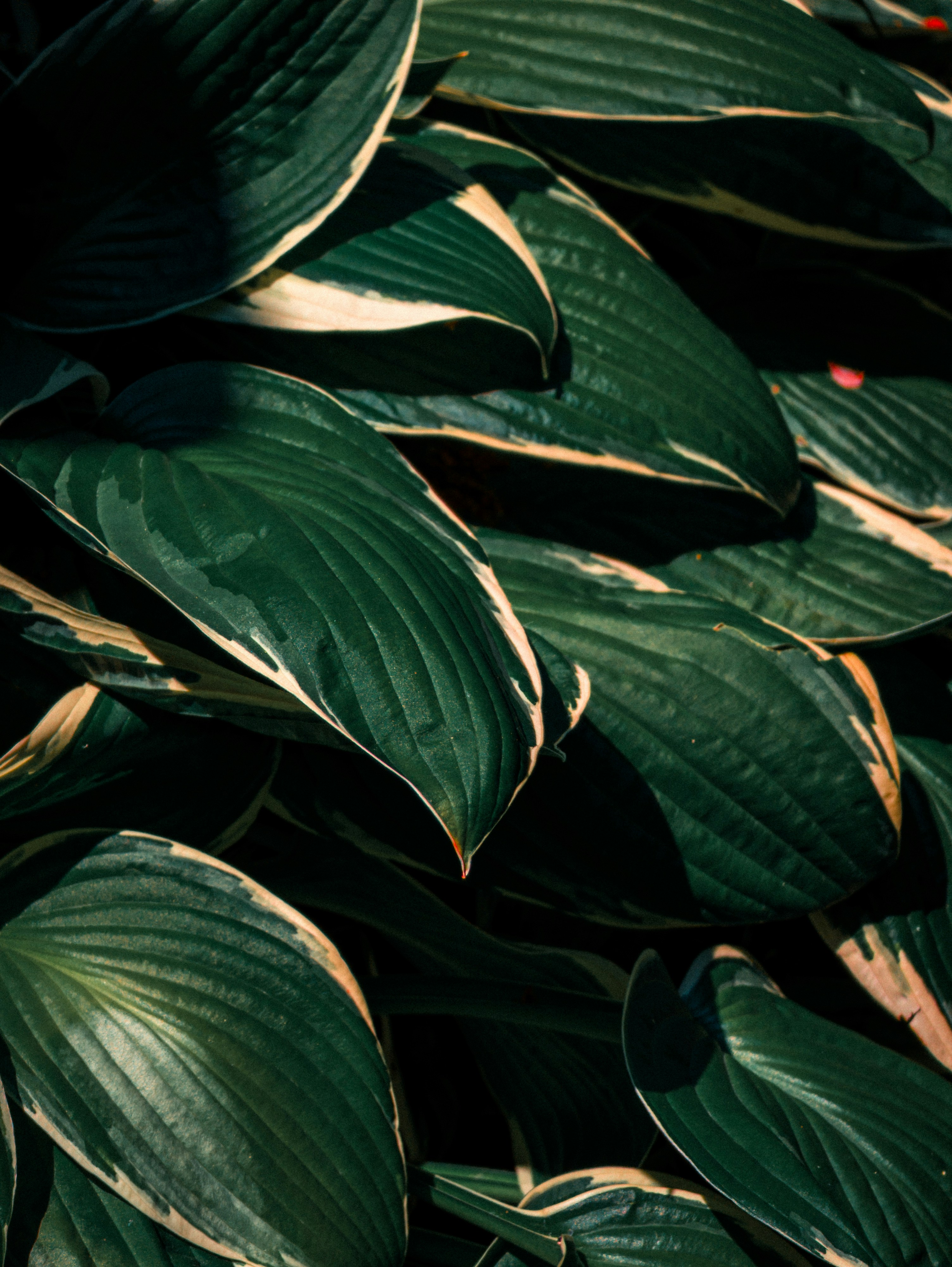 Photo by hashcode_error