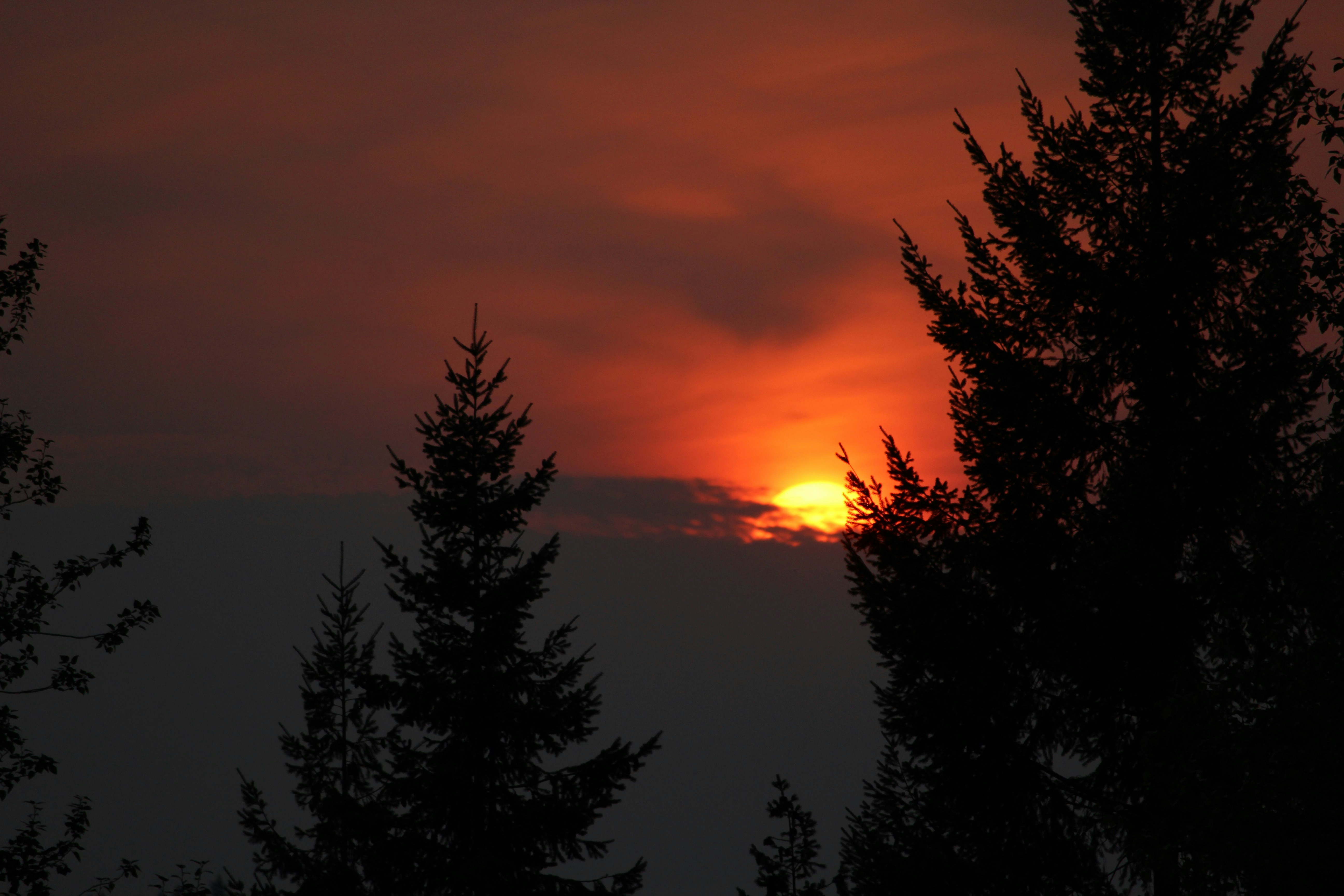 Sunset behind silhouetted trees with red sky