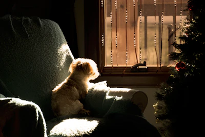 Small dog sits in armchair by window