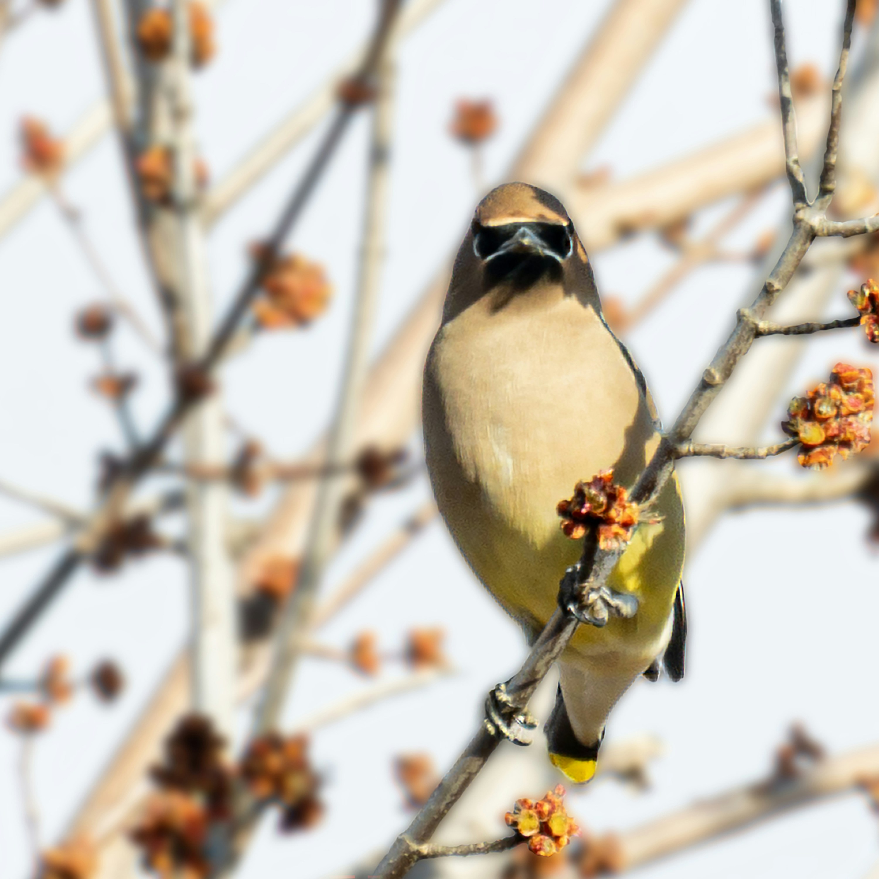 Photo by purplepanther761