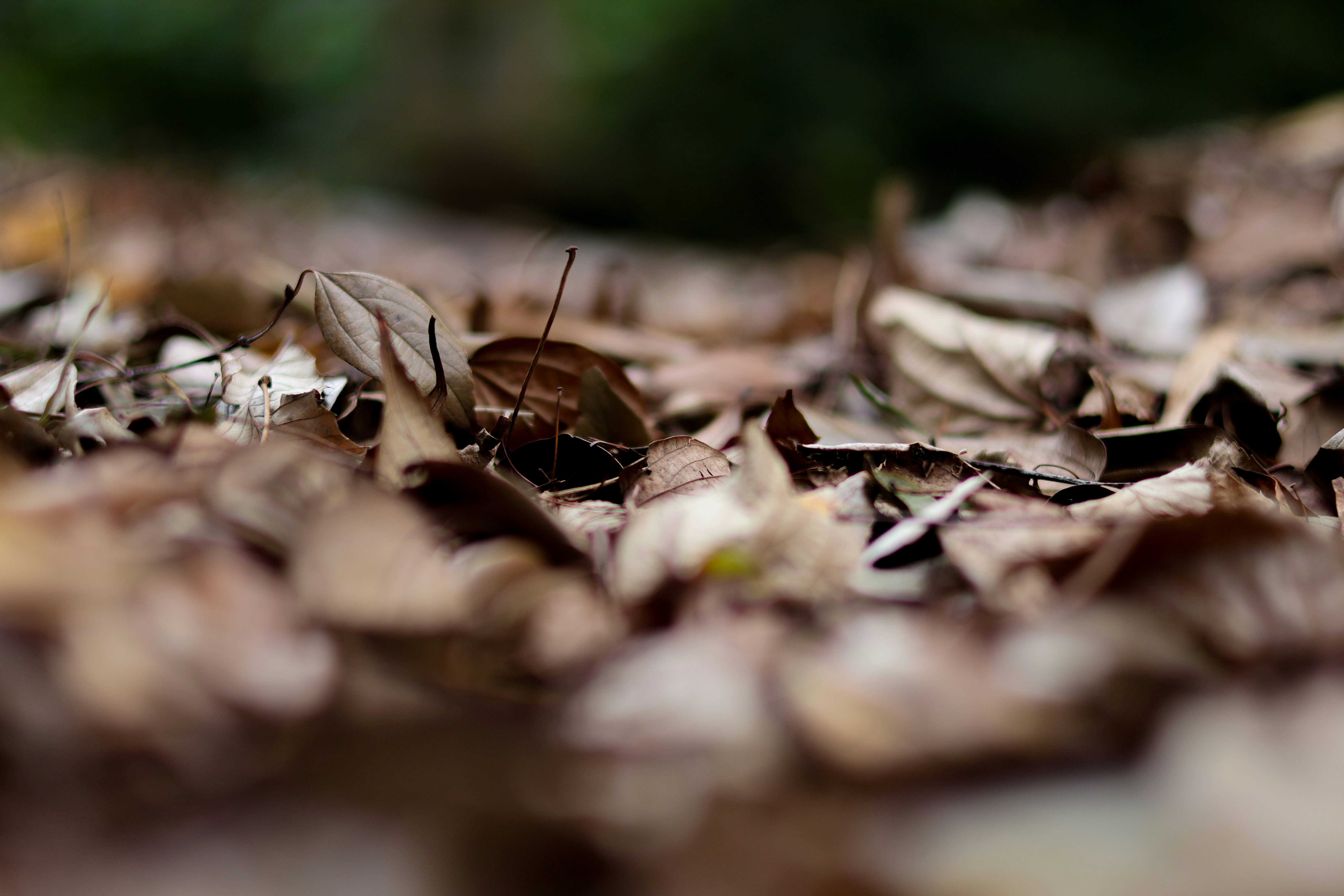 Photograph by Diego Costa