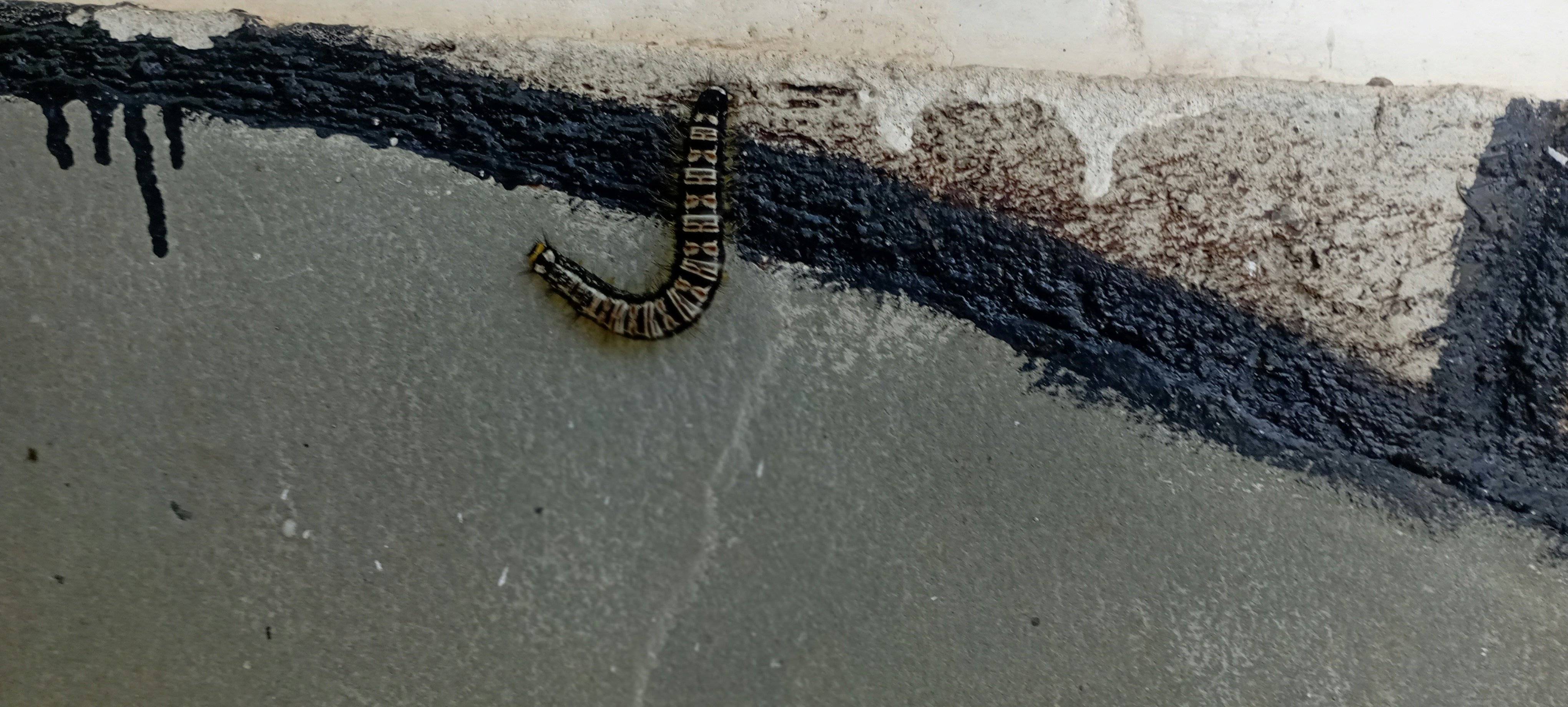 photo 1755237922584 951caef42ff2?crop=entropy&cs=tinysrgb&fit=max&fm=jpg&ixid=M3w1MjQ0NjR8MHwxfHNlYXJjaHwxMXx8UGVzdCUyMENvbnRyb2wlMjBTZXJ2aWNlJTIwU2FnaW5hdyUyME1pY2hpZ2FufGVufDB8MHx8fDE3NjAzMTcyMjV8MA&ixlib=rb 4.1