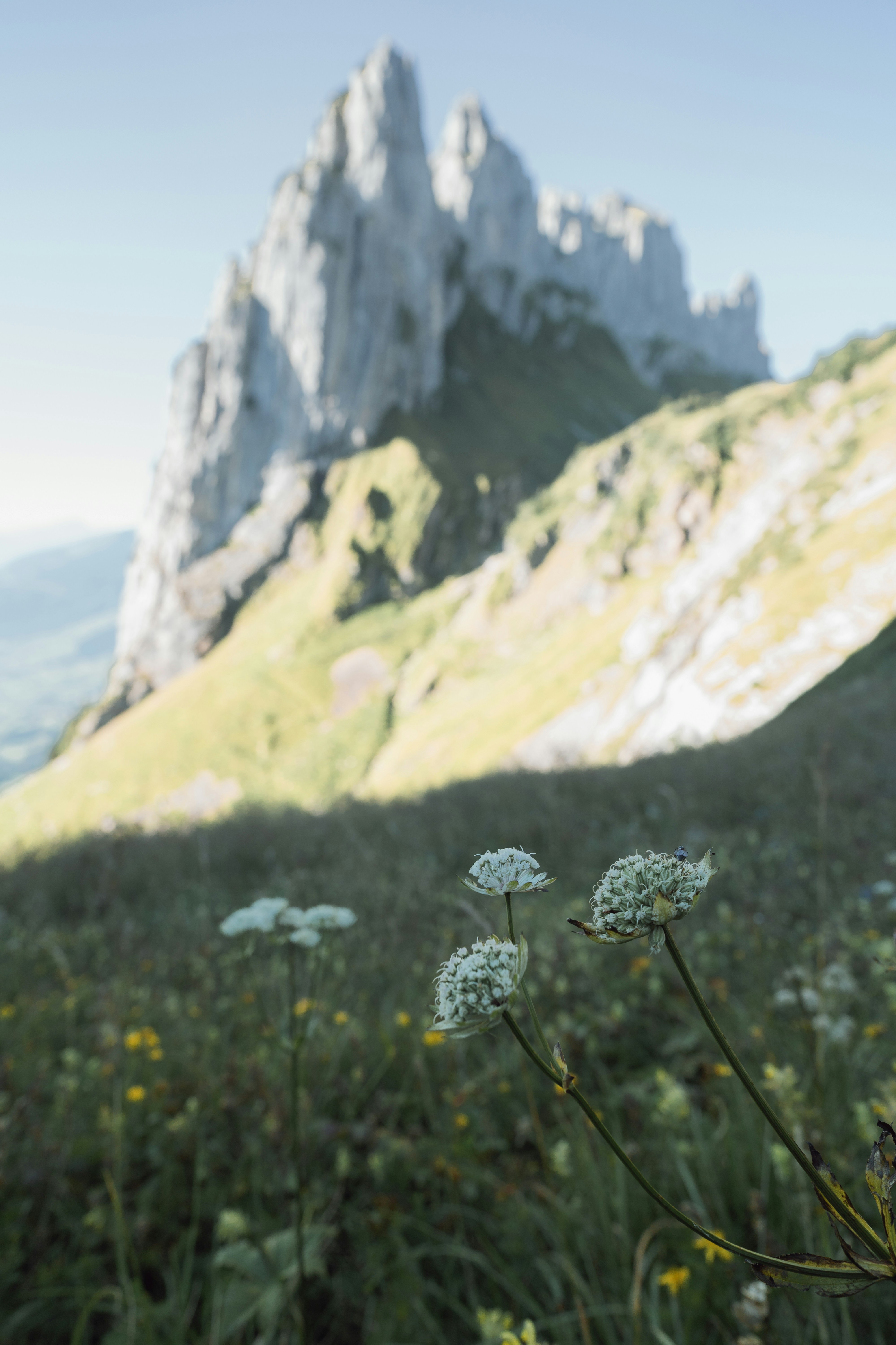 Wildflowers bloom in a grassy mountain landscape.
