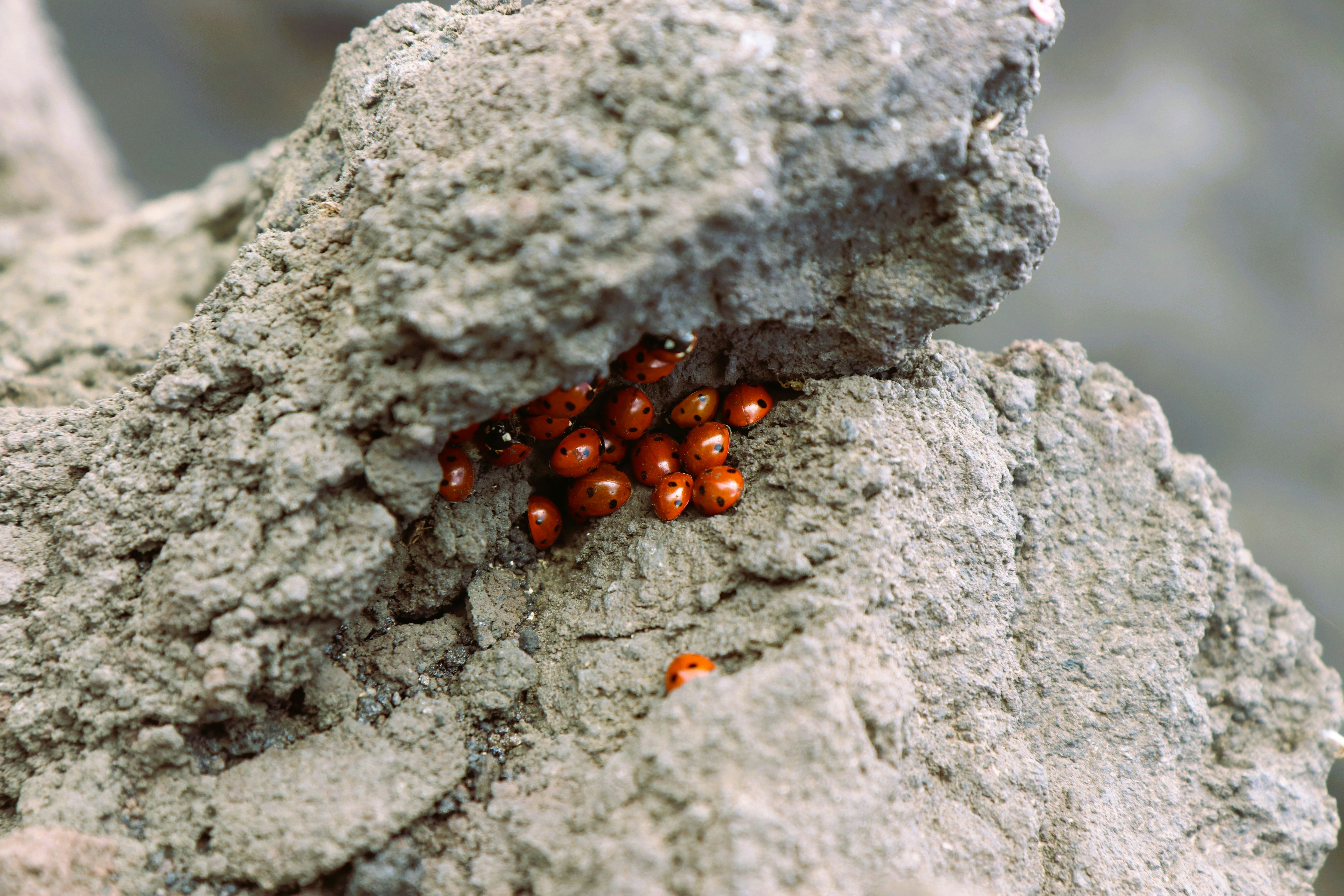 Cluster of red ladybug eggs on rock