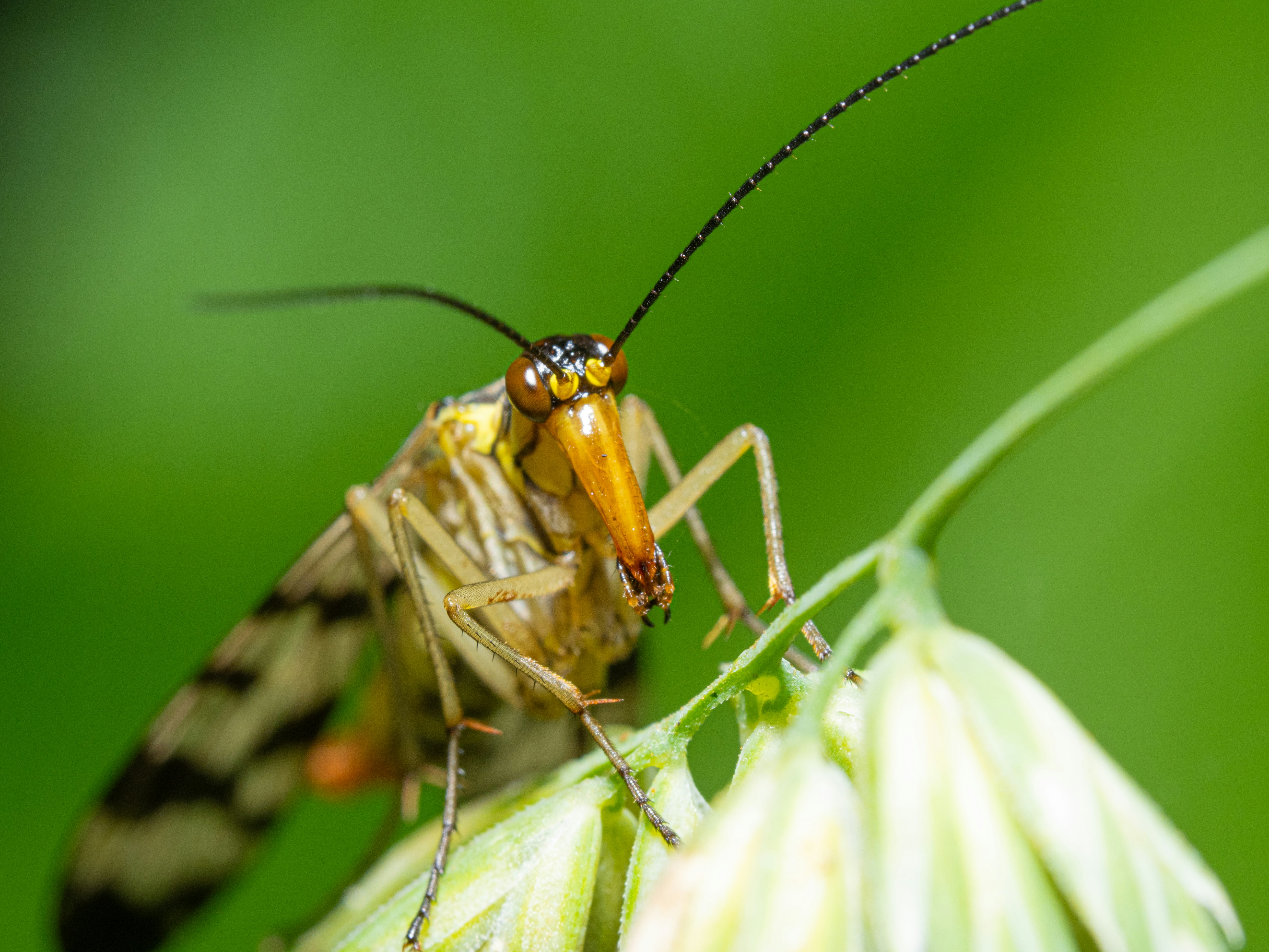 Photo by haydee_macro_photography