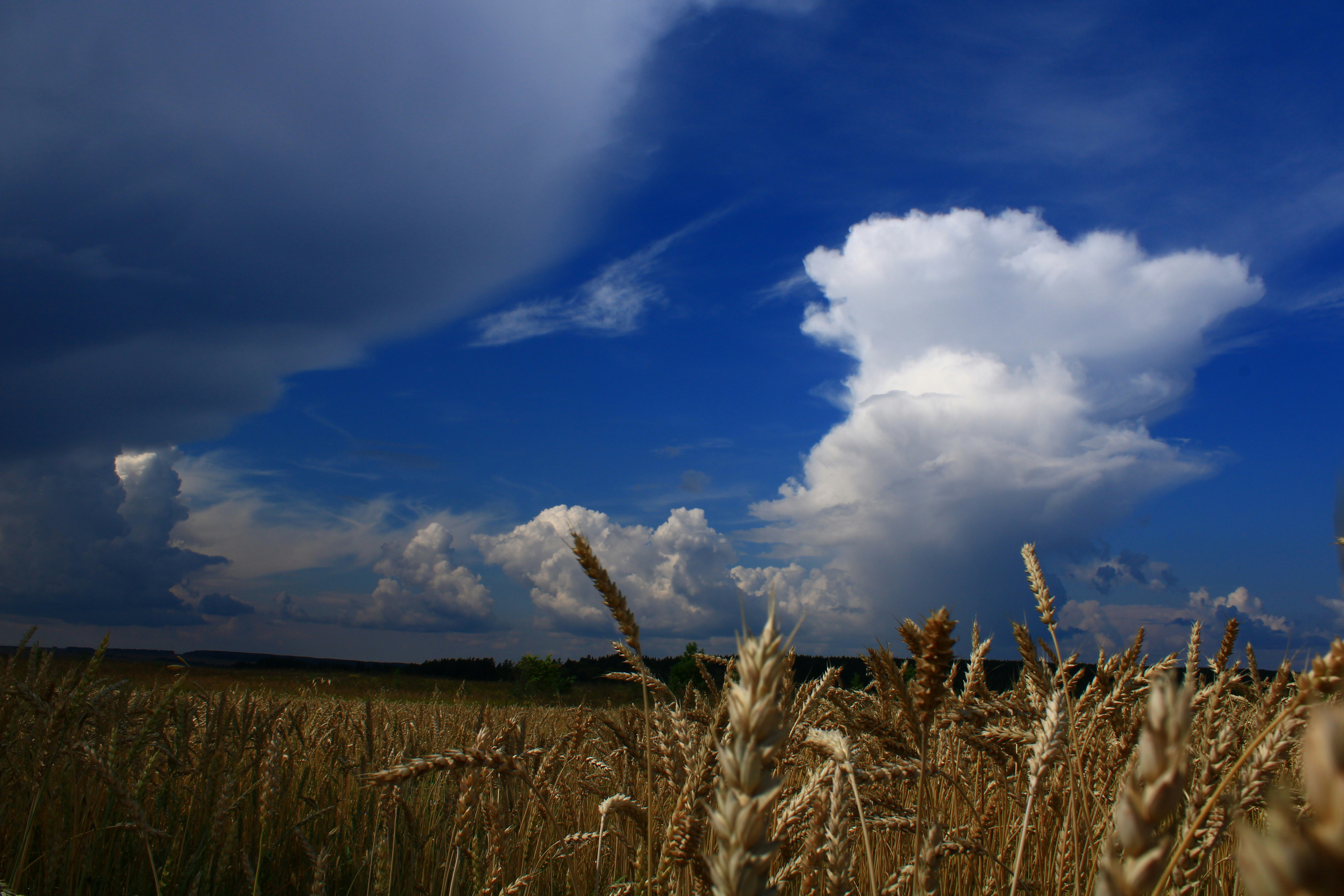 Golden wheat field under dramatic stormy clouds