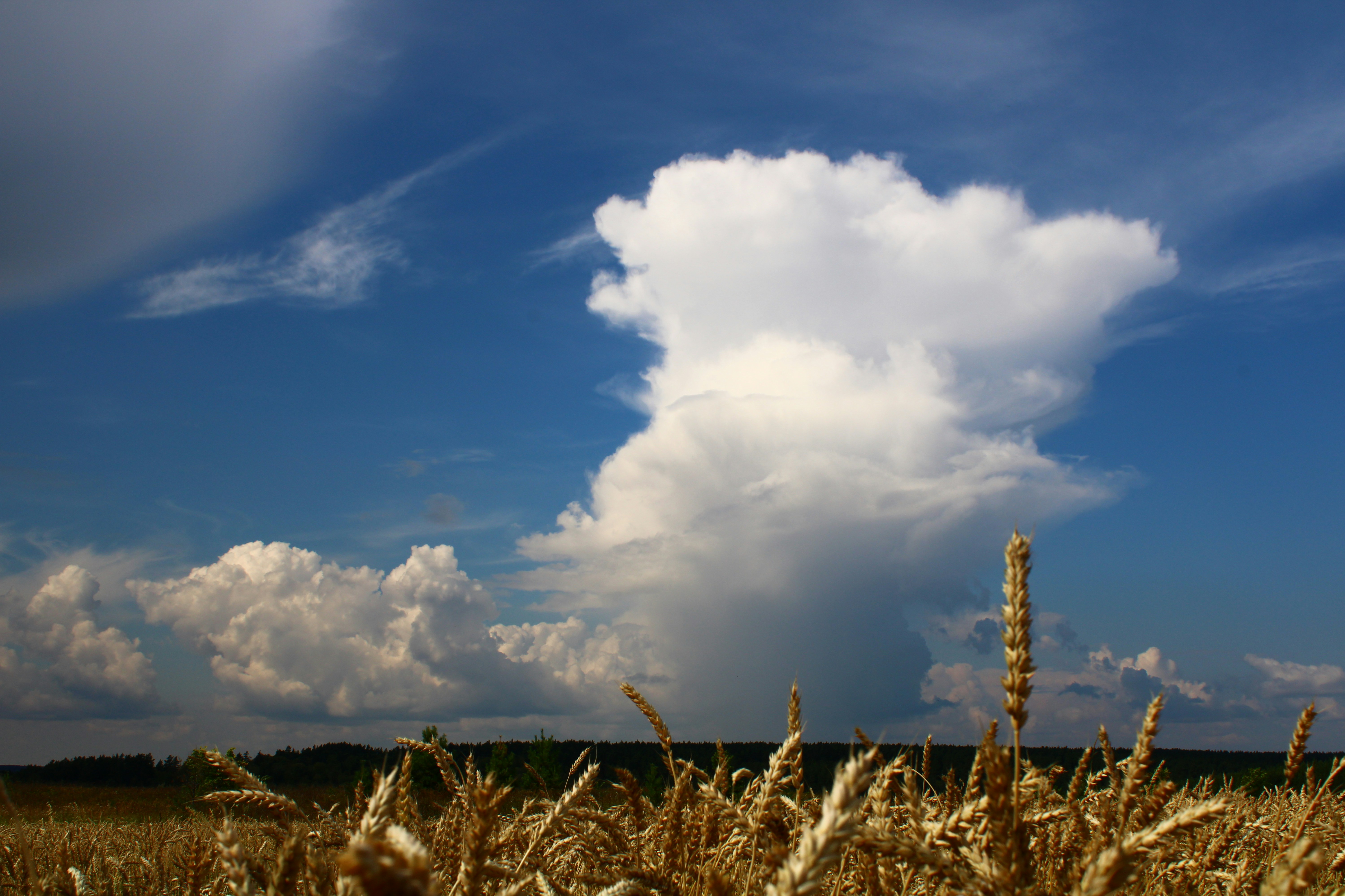 Golden wheat field under a dramatic sky