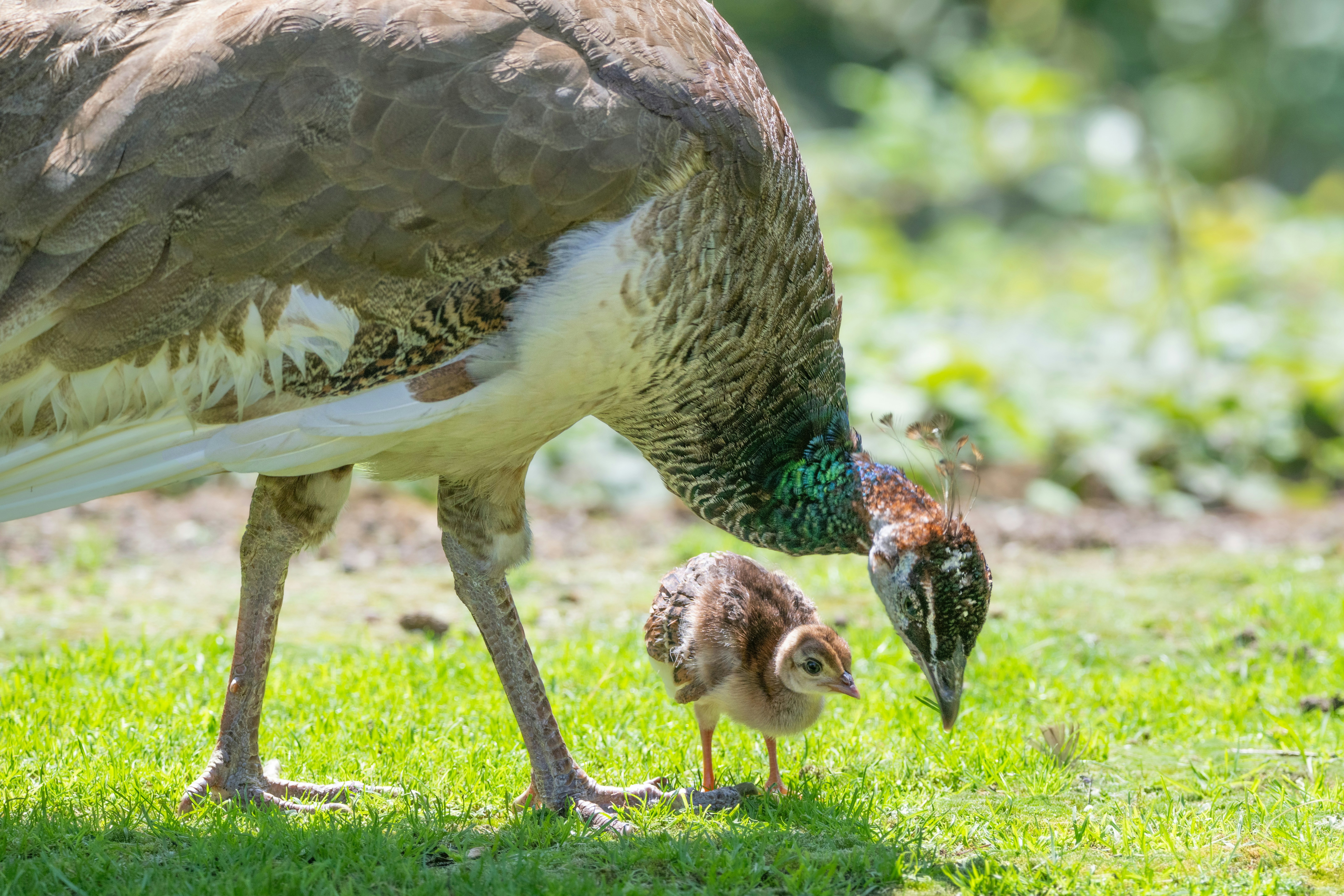 Peacock and chick foraging on grassy ground