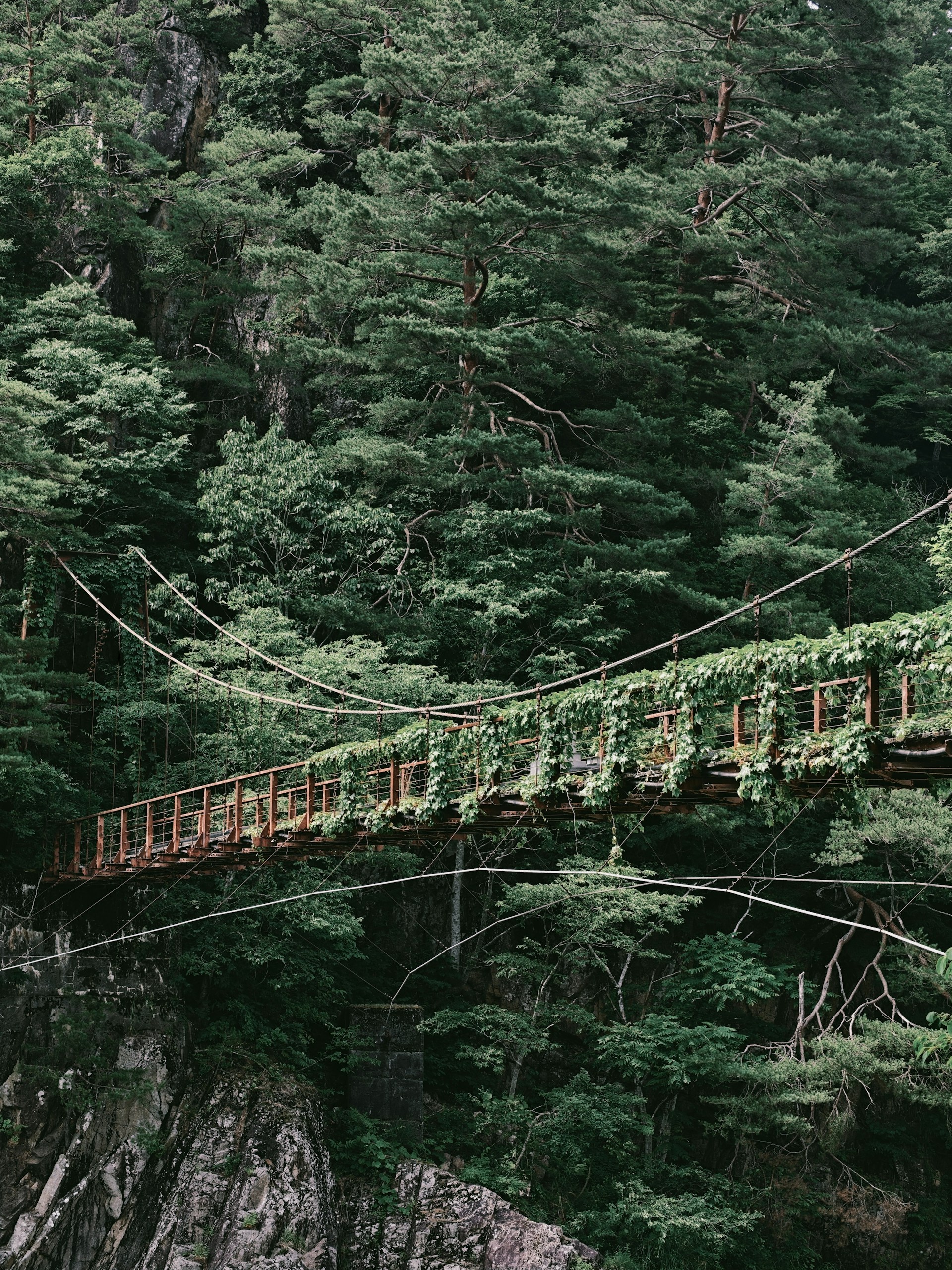 Vine-covered suspension bridge in a dense forest