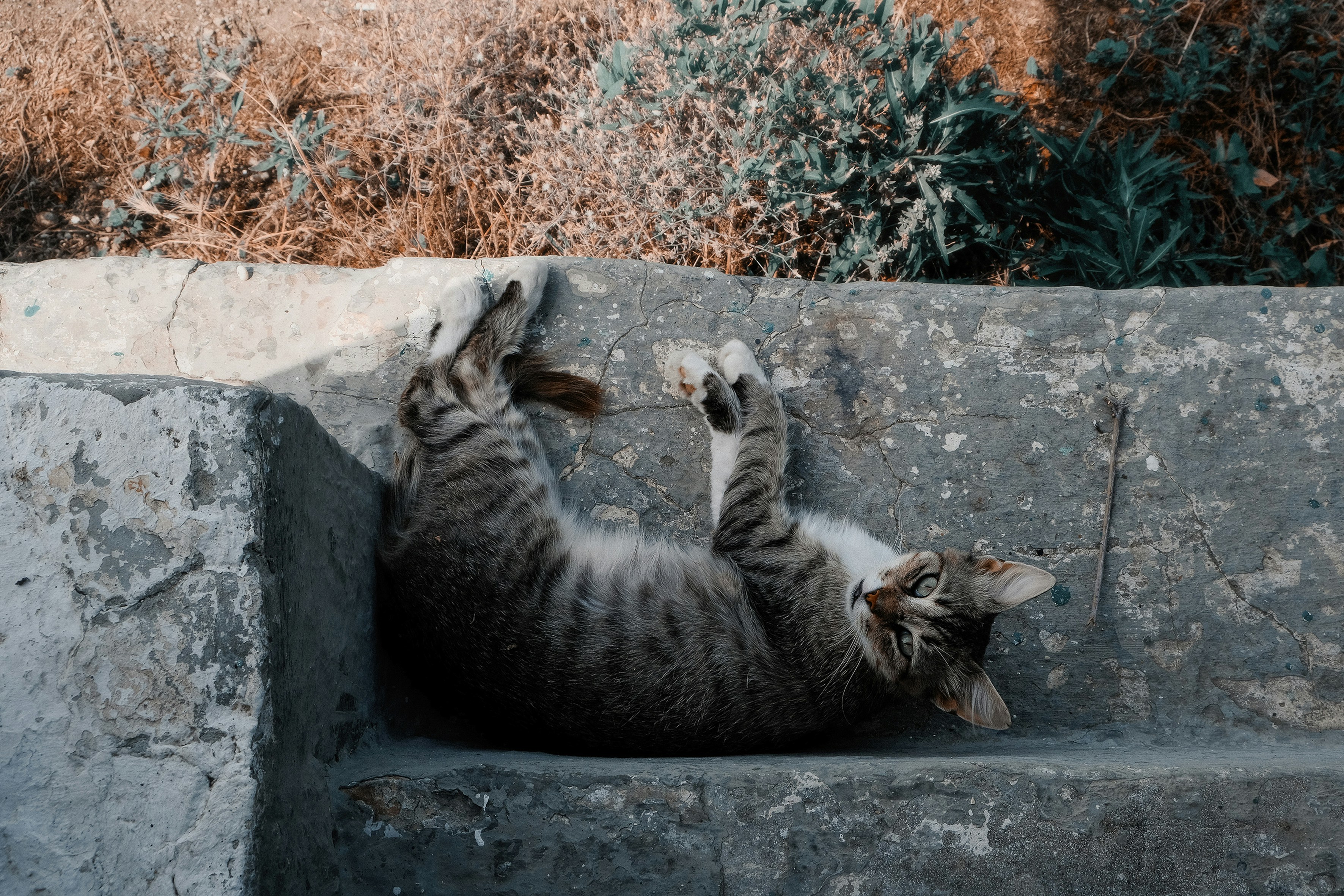 A tabby cat rolls playfully on a concrete ledge.