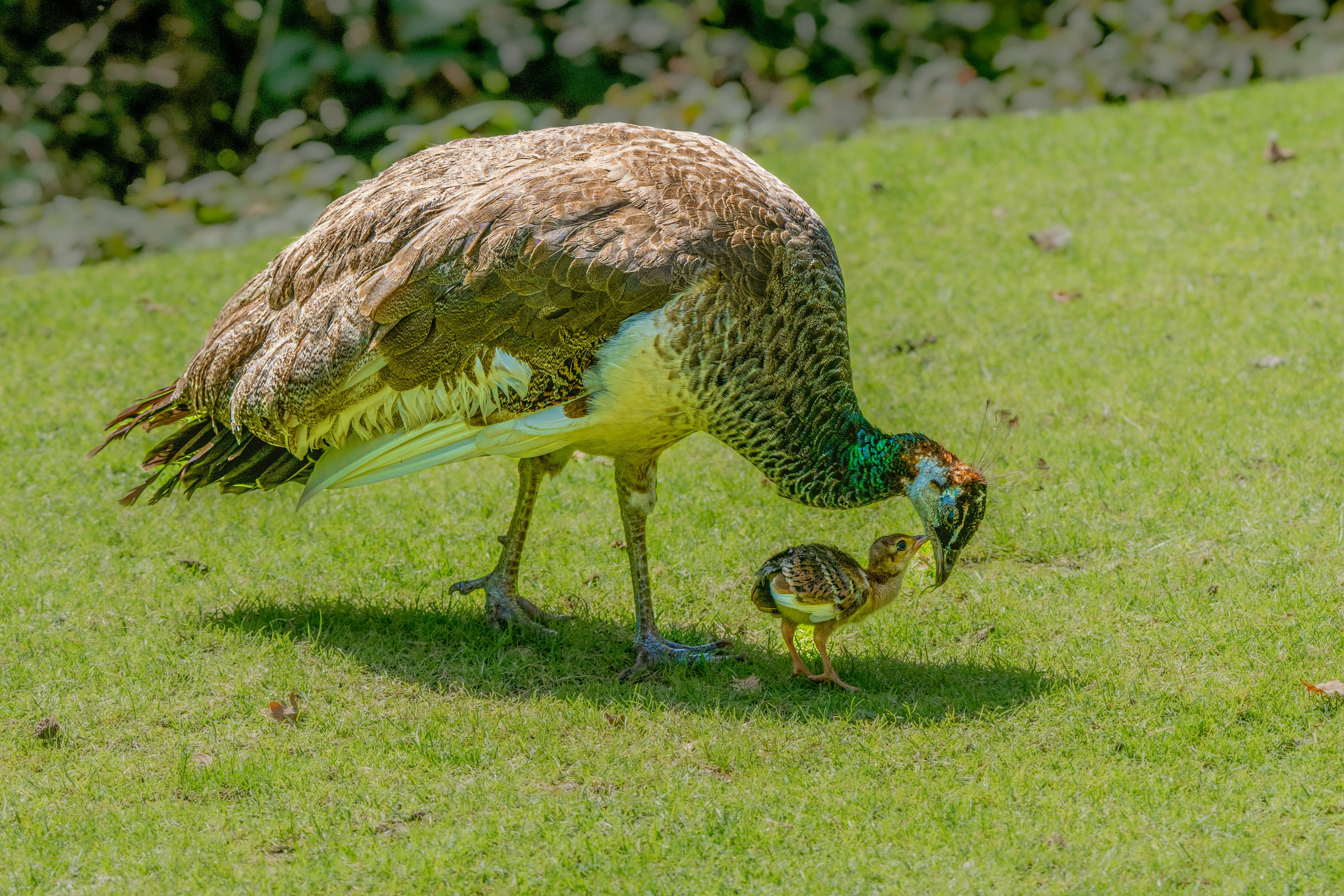 Peacock and chick foraging on grassy field