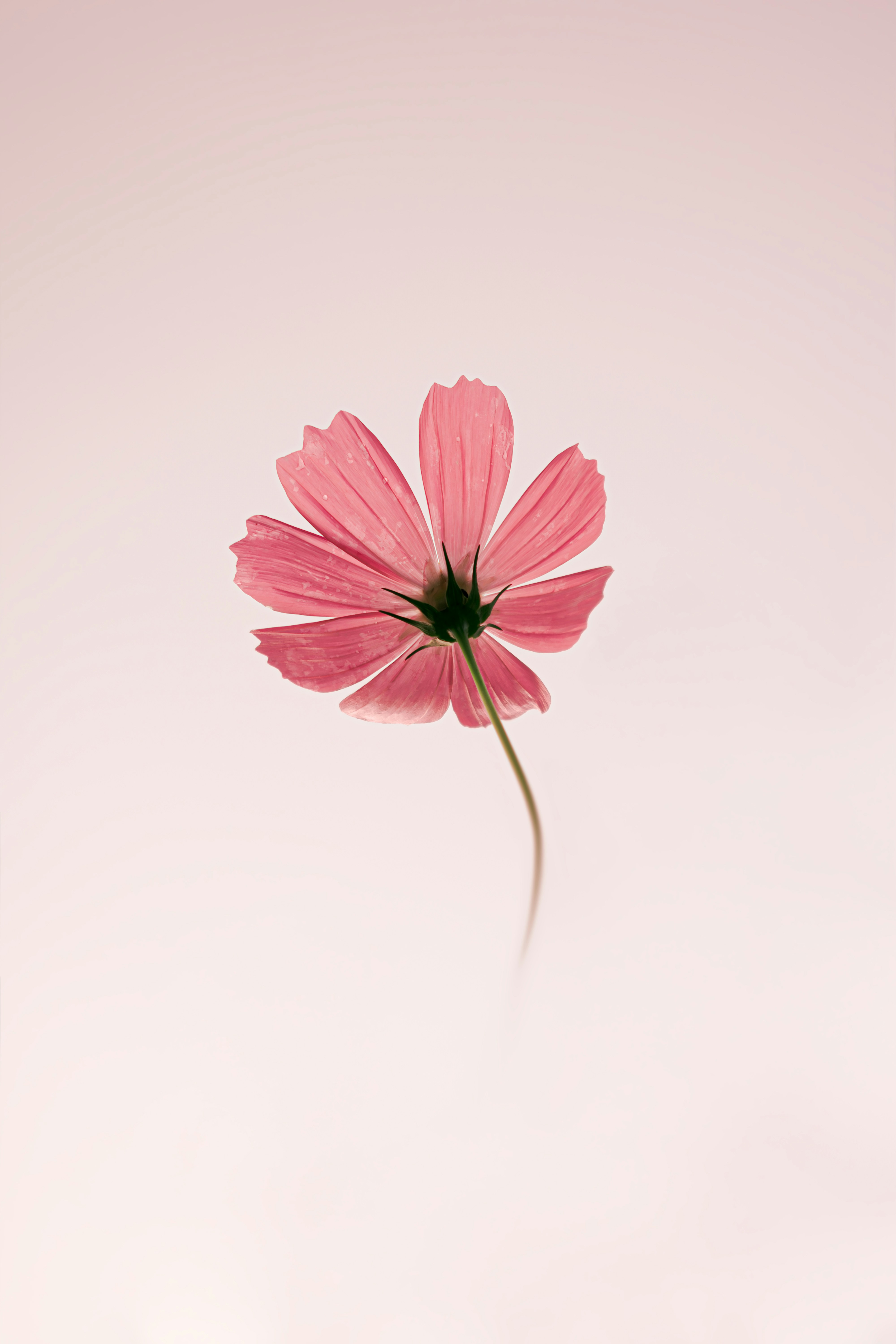 A delicate pink cosmos flower blooms against a soft background.