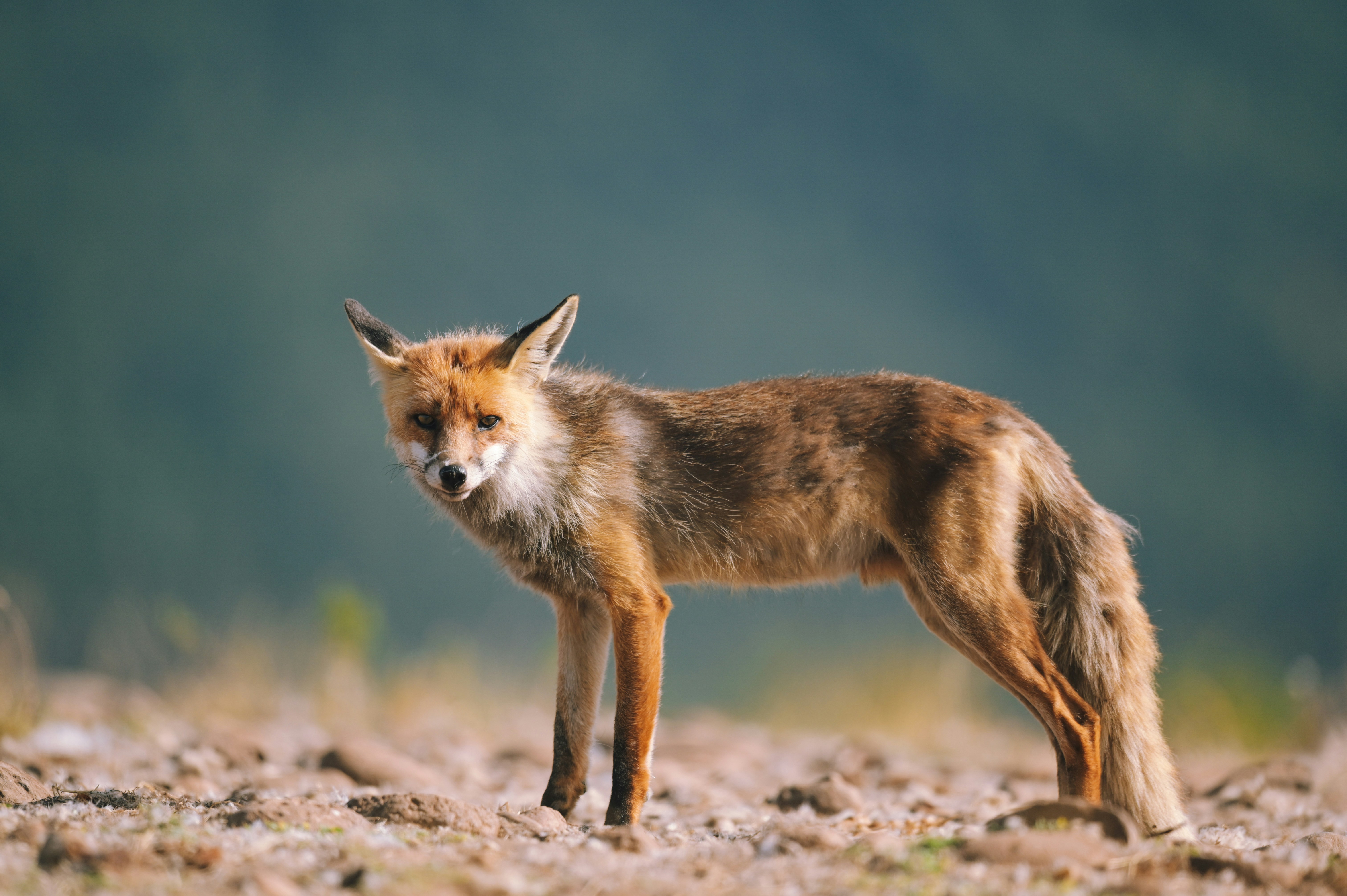 Photo by expeditionwildlife