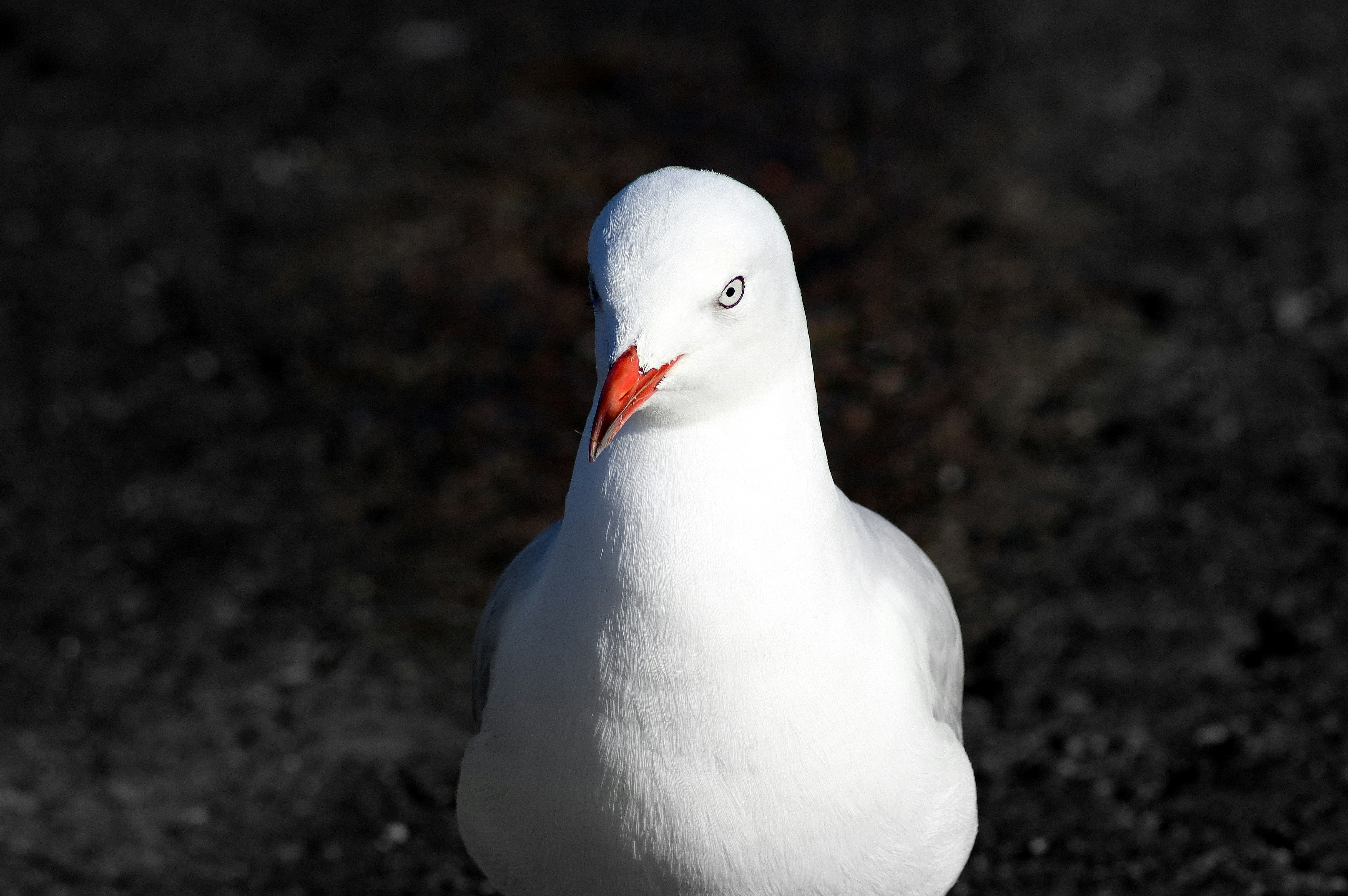 Photo by craigmanners_com