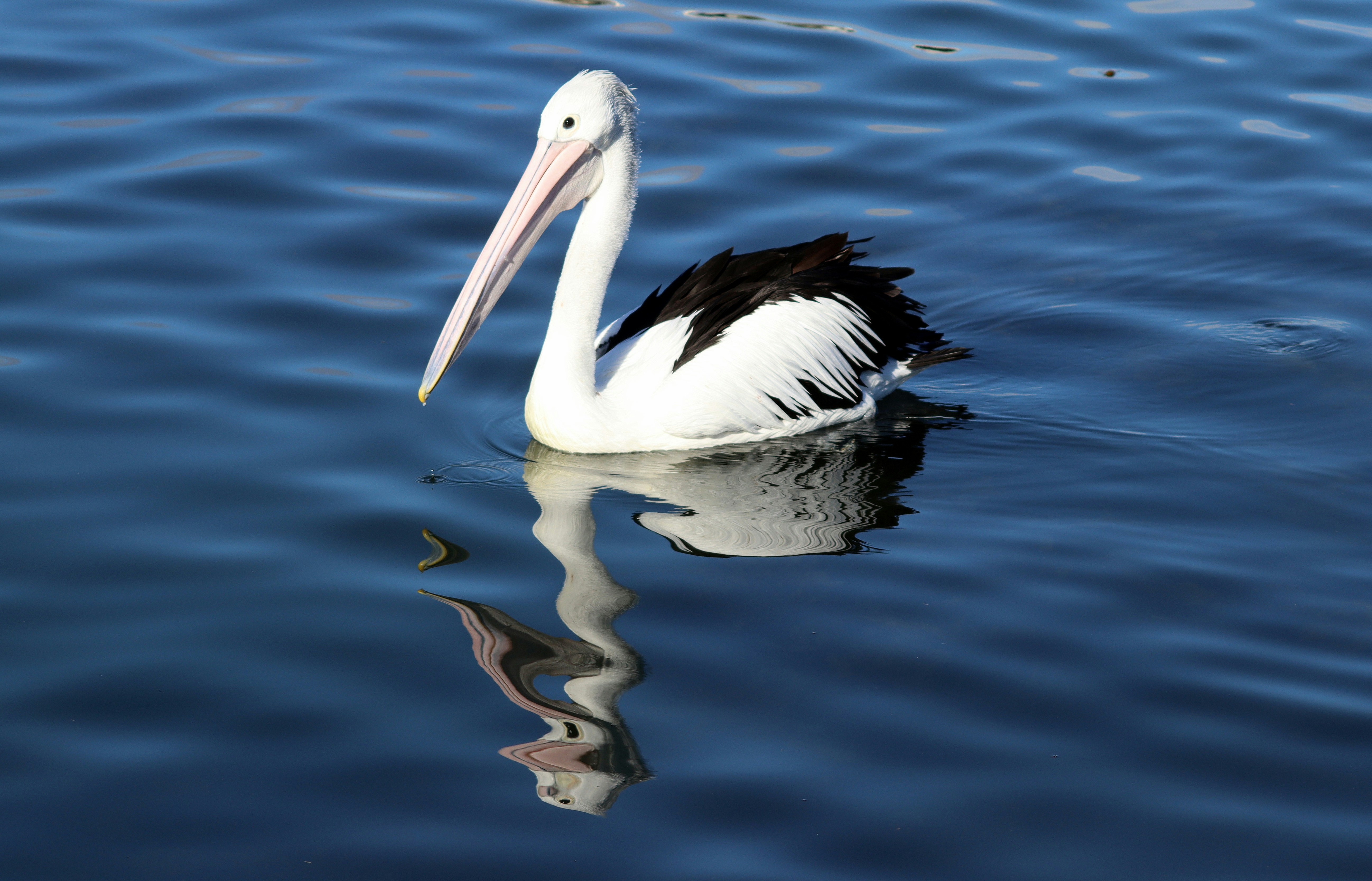 Photo by craigmanners_com