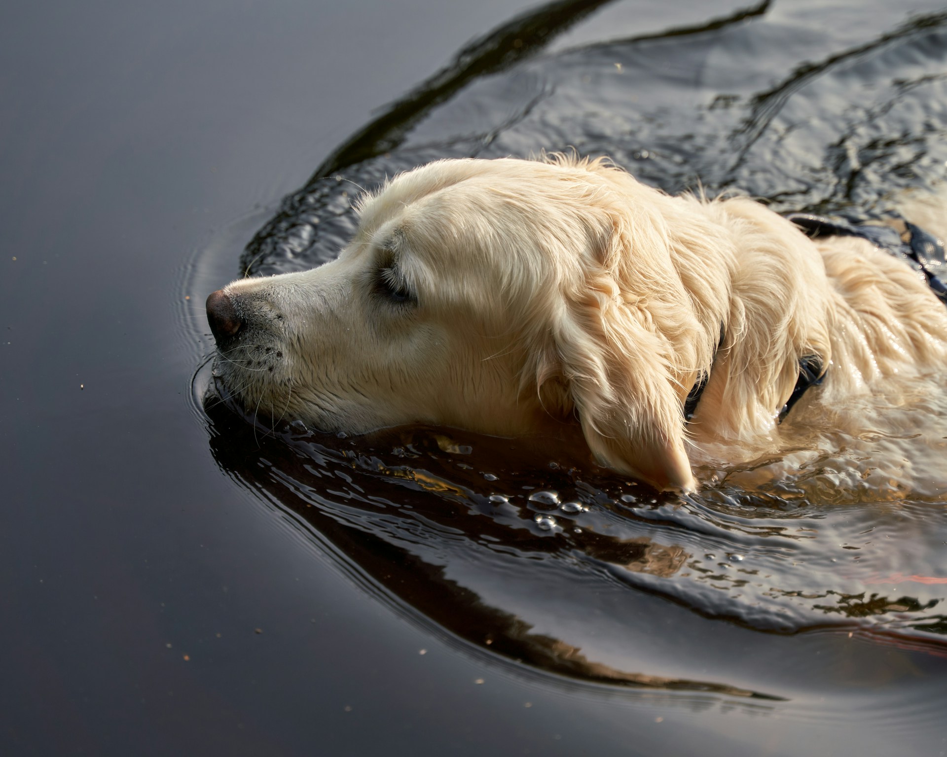 Golden retriever dog swimming in dark water
