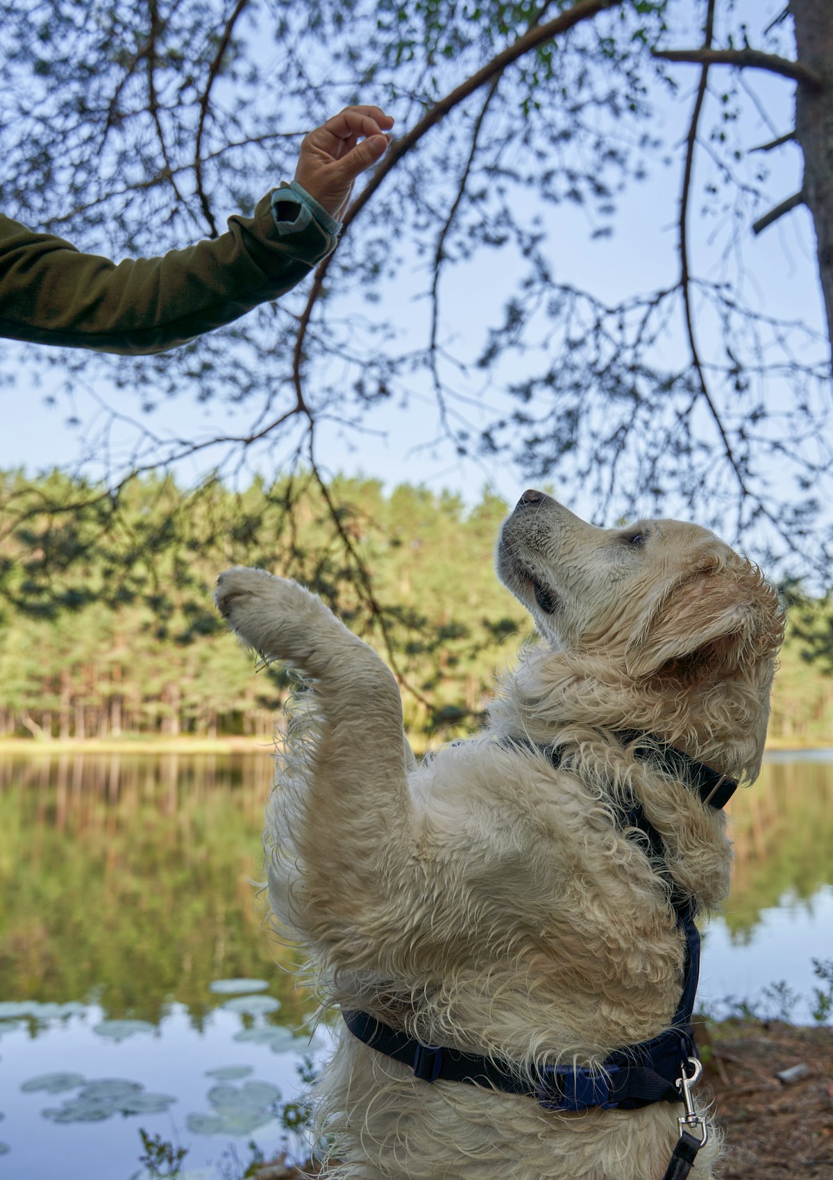 Golden Retriever jovem sentado à beira de um lago recebendo petisco