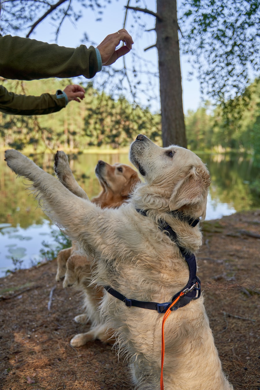Two golden retrievers reaching for treats during an outdoor training session
