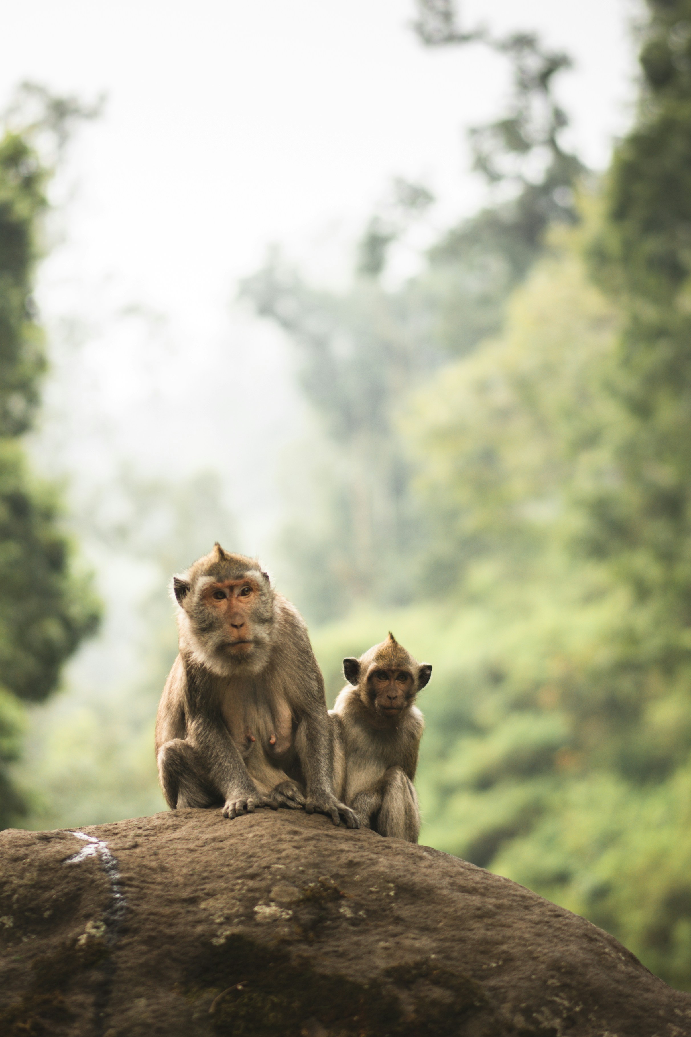 Dua monyet duduk di atas batu di hutan.