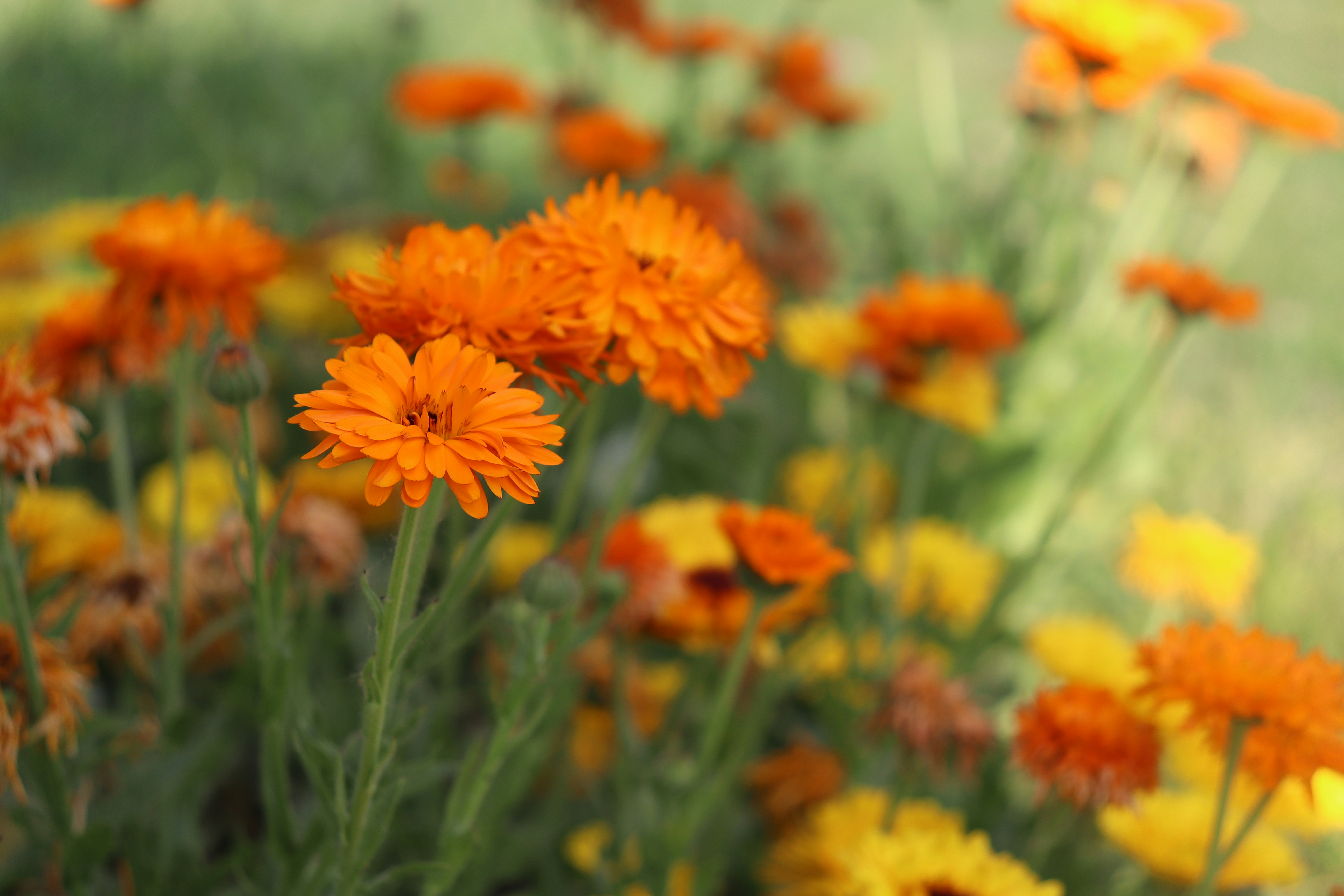 Photo by muazammalik