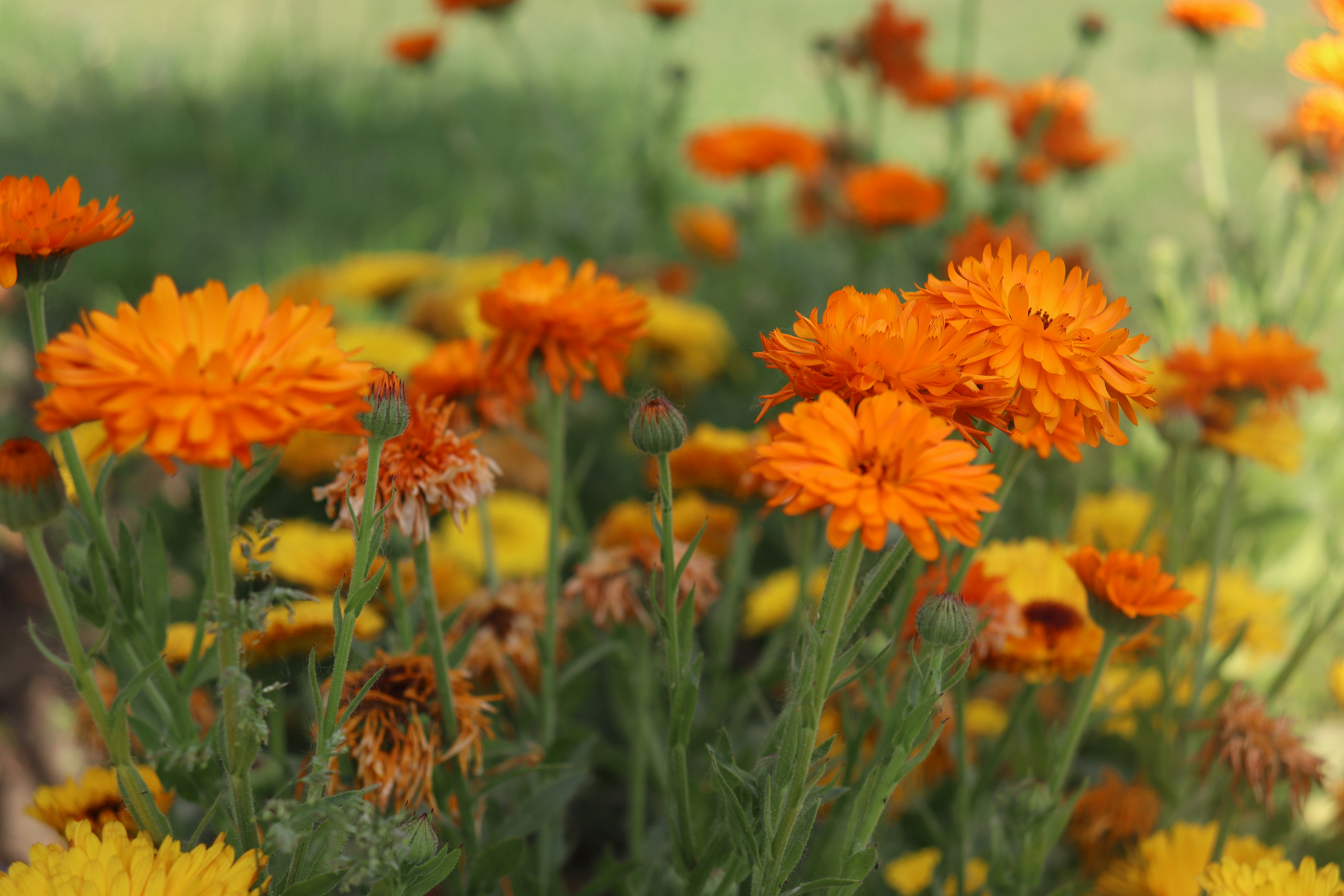 Photo by muazammalik