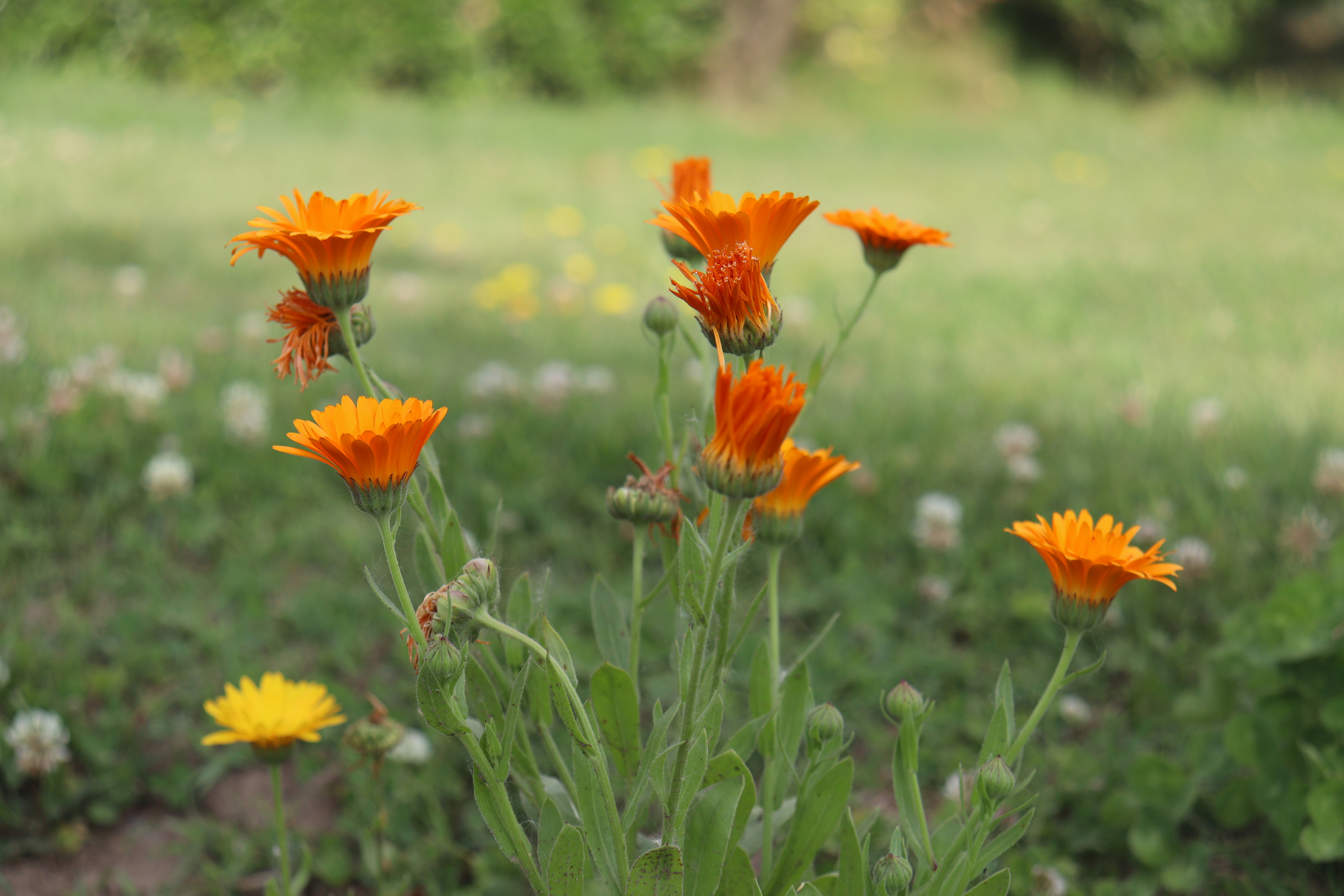 Photo by muazammalik