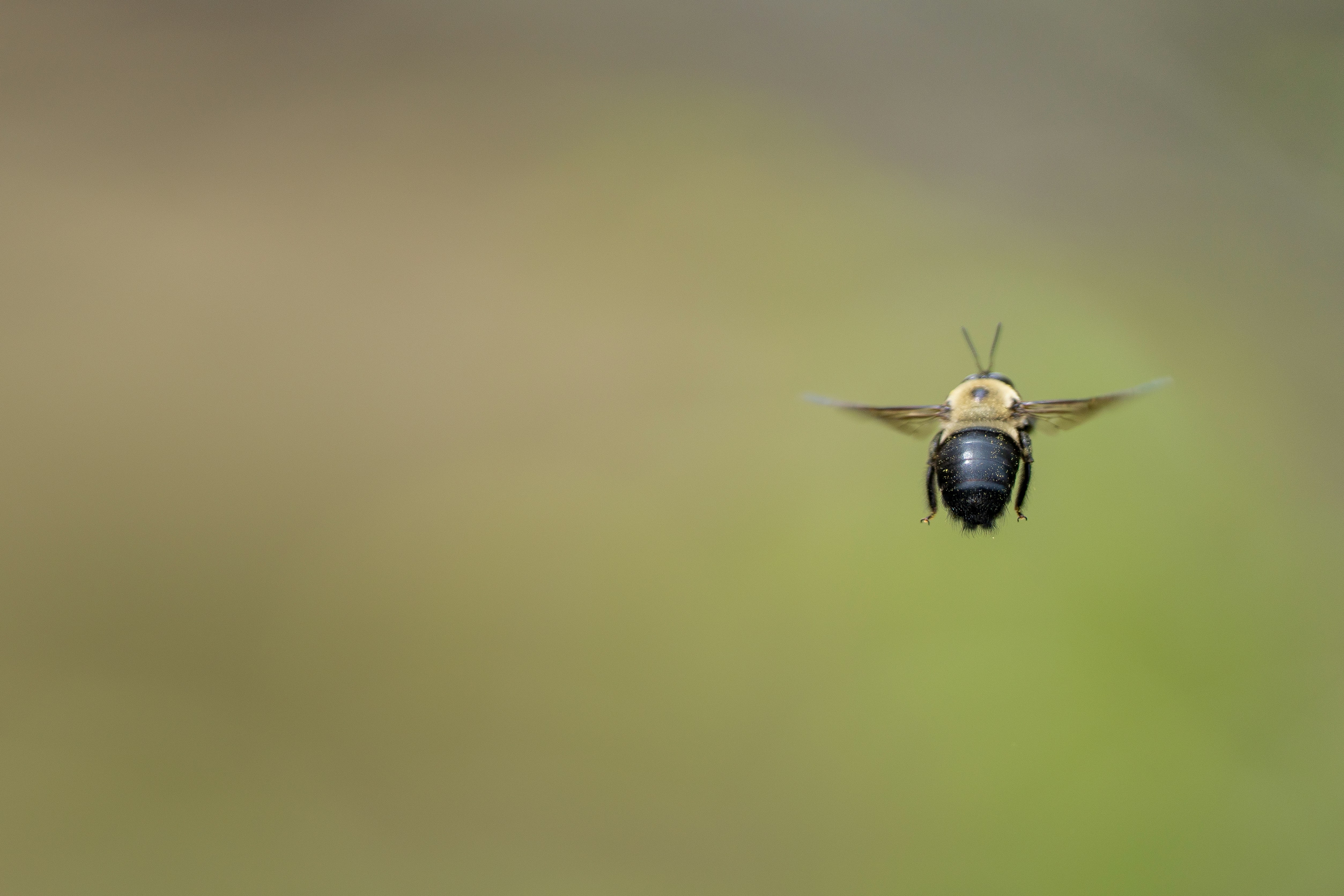 Une grande abeille volant avec les ailes déployées
