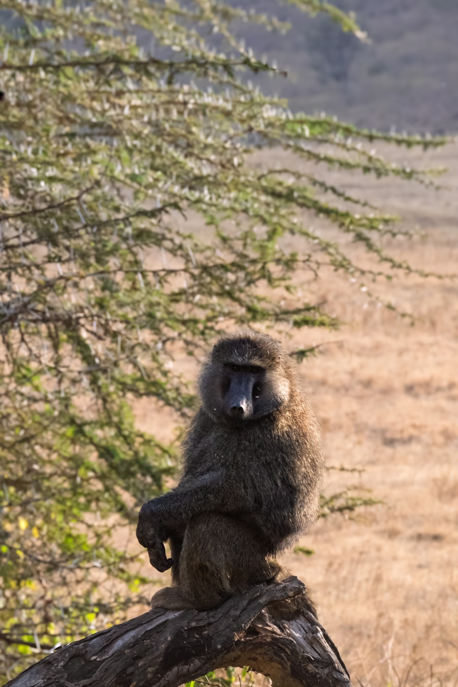 Happy Miracle Children's Foundation — children and safari landscape in Tanzania