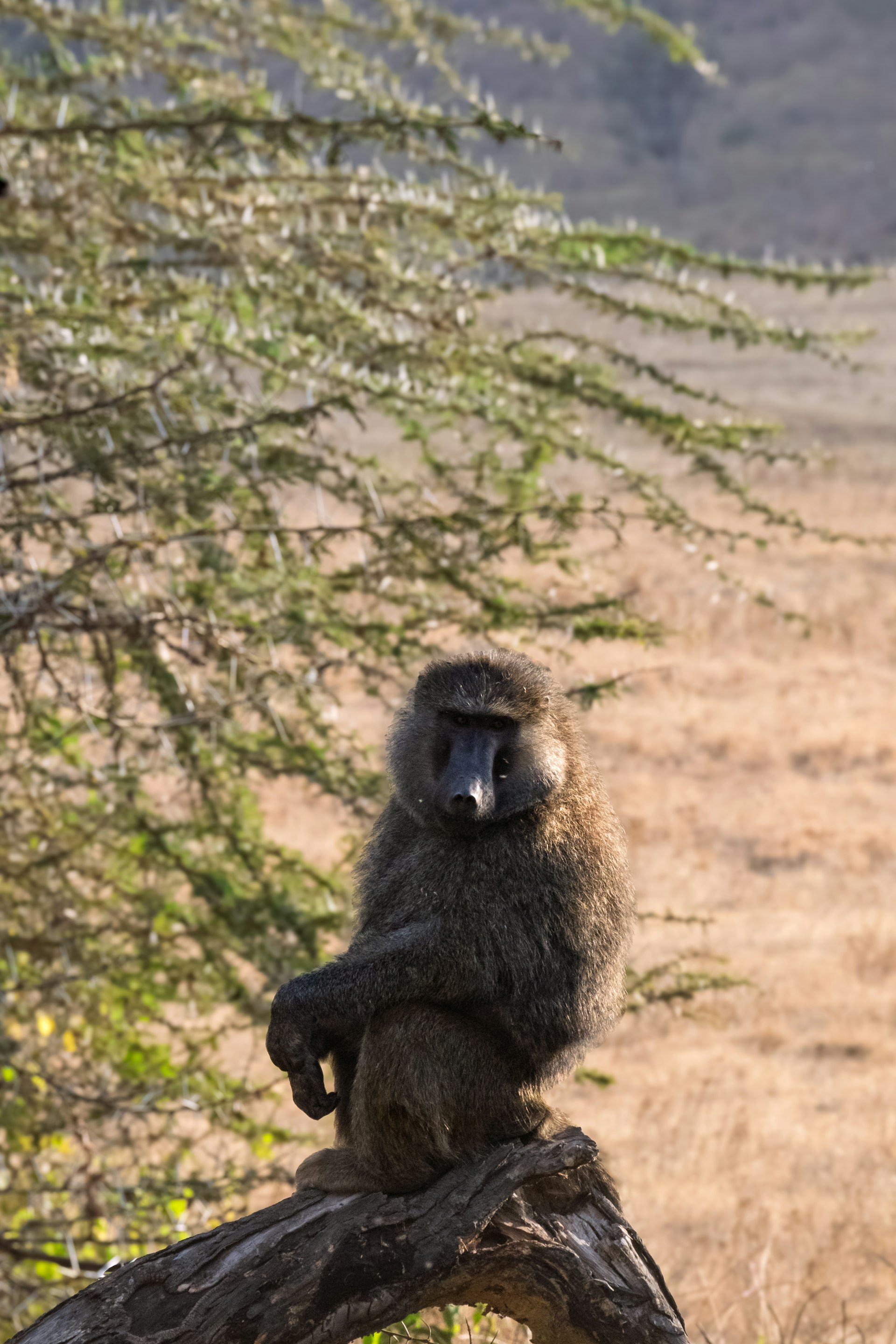 Ngorongoro Conservation Area — Tanzania safari destination